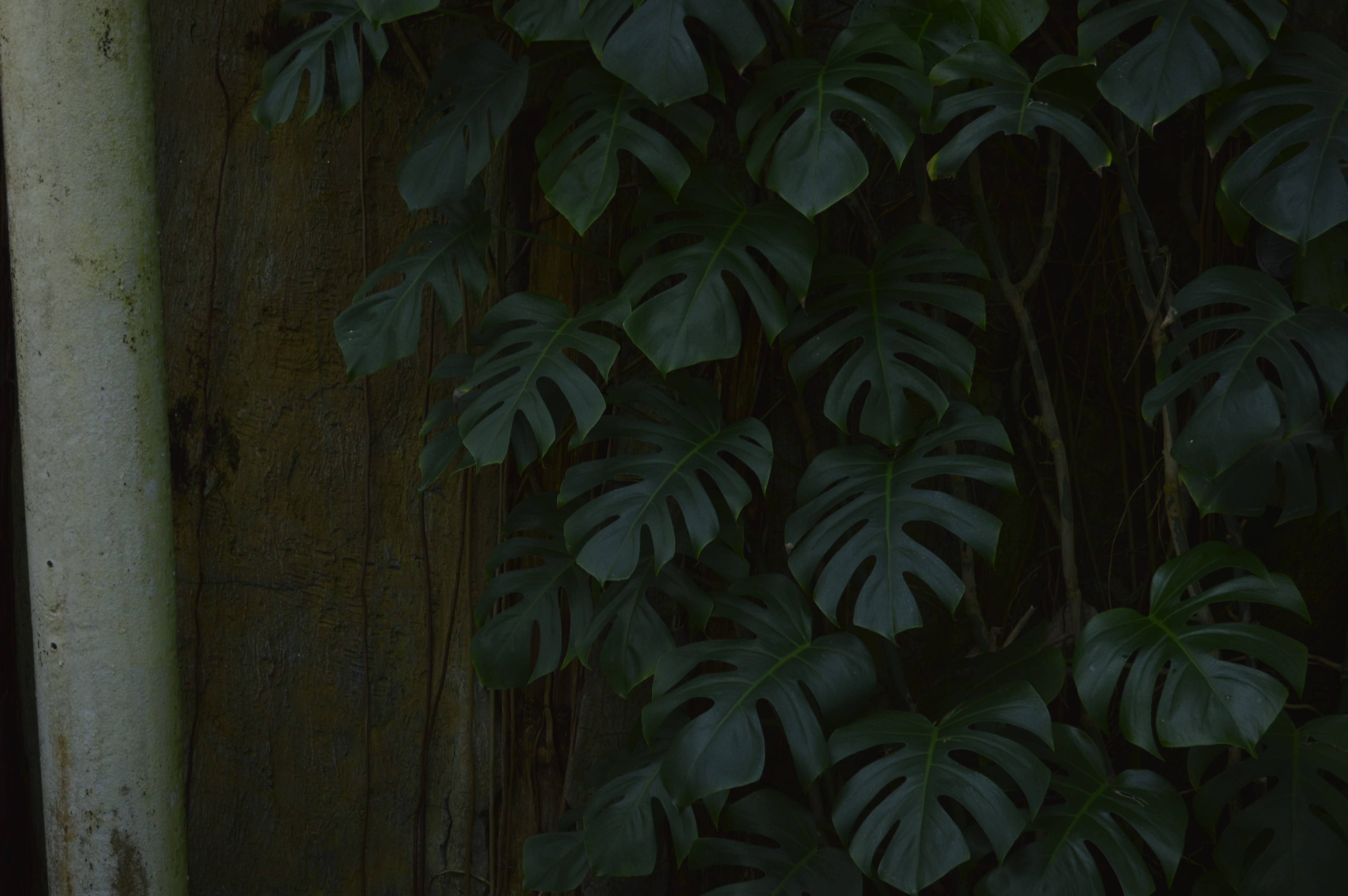 fragility, beauty in nature, outdoors, plant part, growth, built structure, plant wall, green color, vulnerability, 4K, day, architecture, close-up, no people, HD Wallpaper