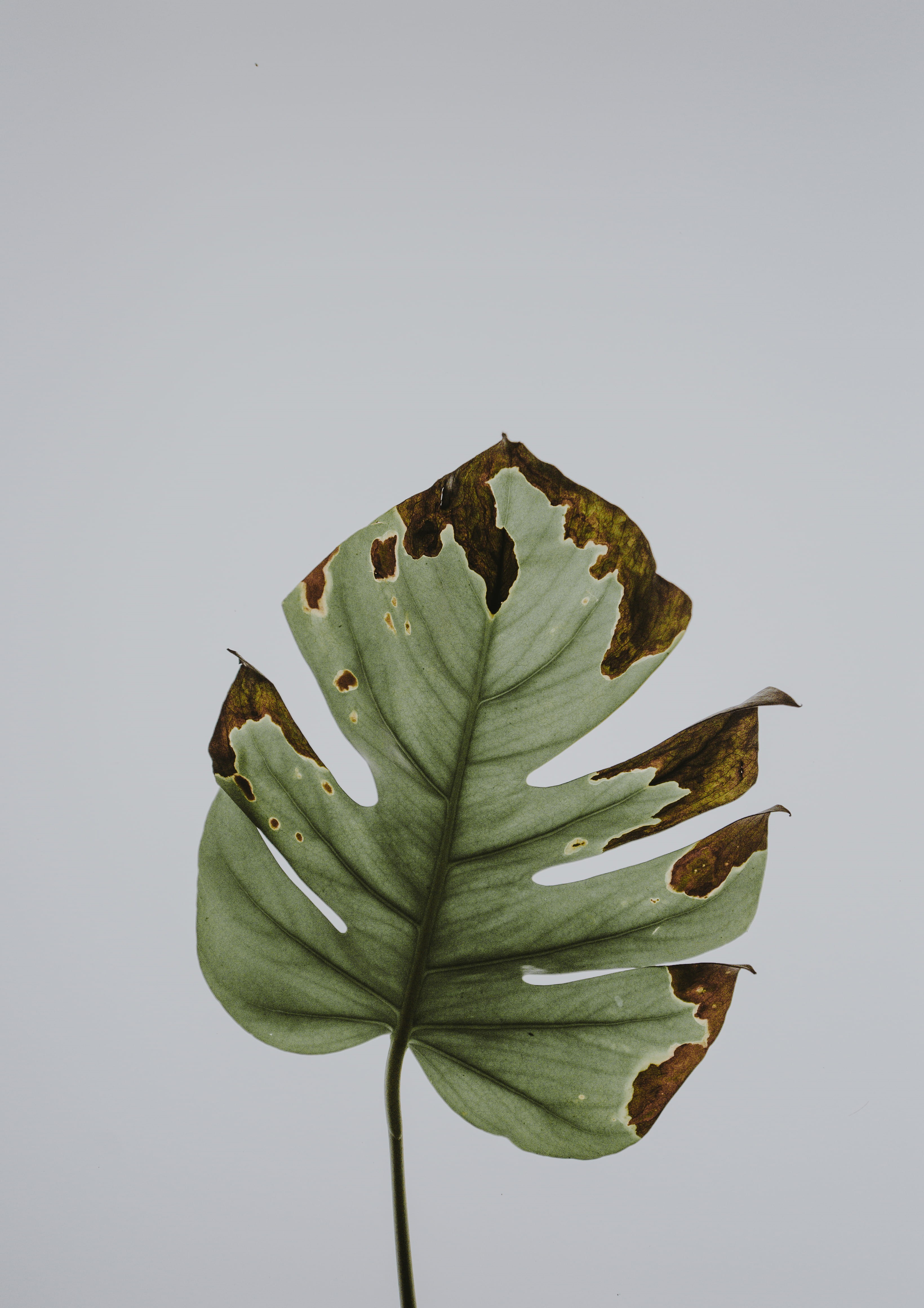 flower, still life, close-up, indoors, vulnerability, leaves, leaf, photo, white background, copy space, beauty in nature, studio shot, withered, 4K, plant, Phone HD Wallpaper