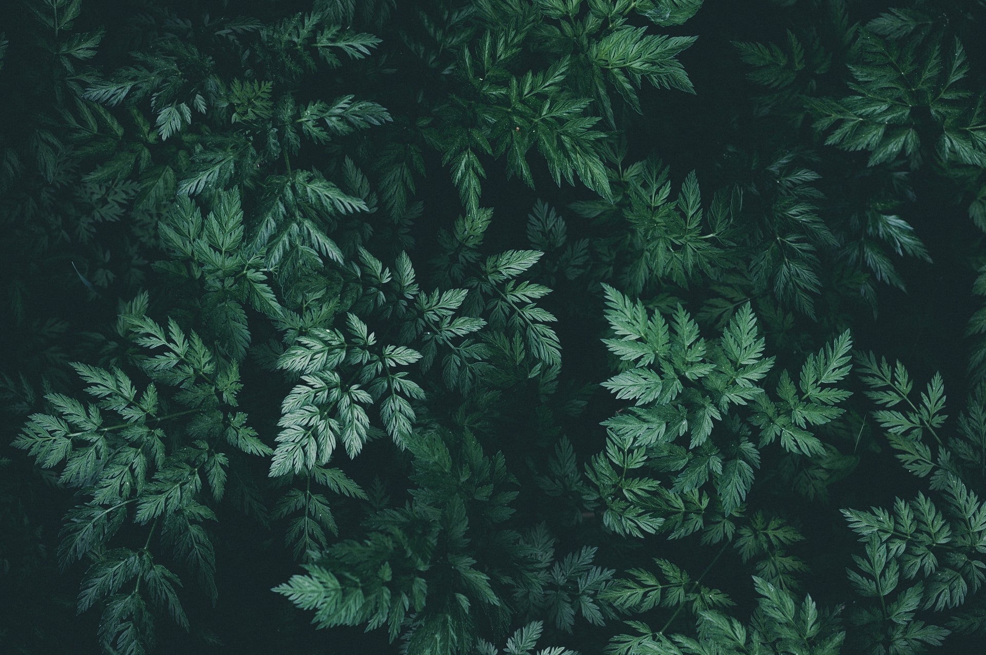 plants, green, 1080P, leaves, nature, HD Wallpaper