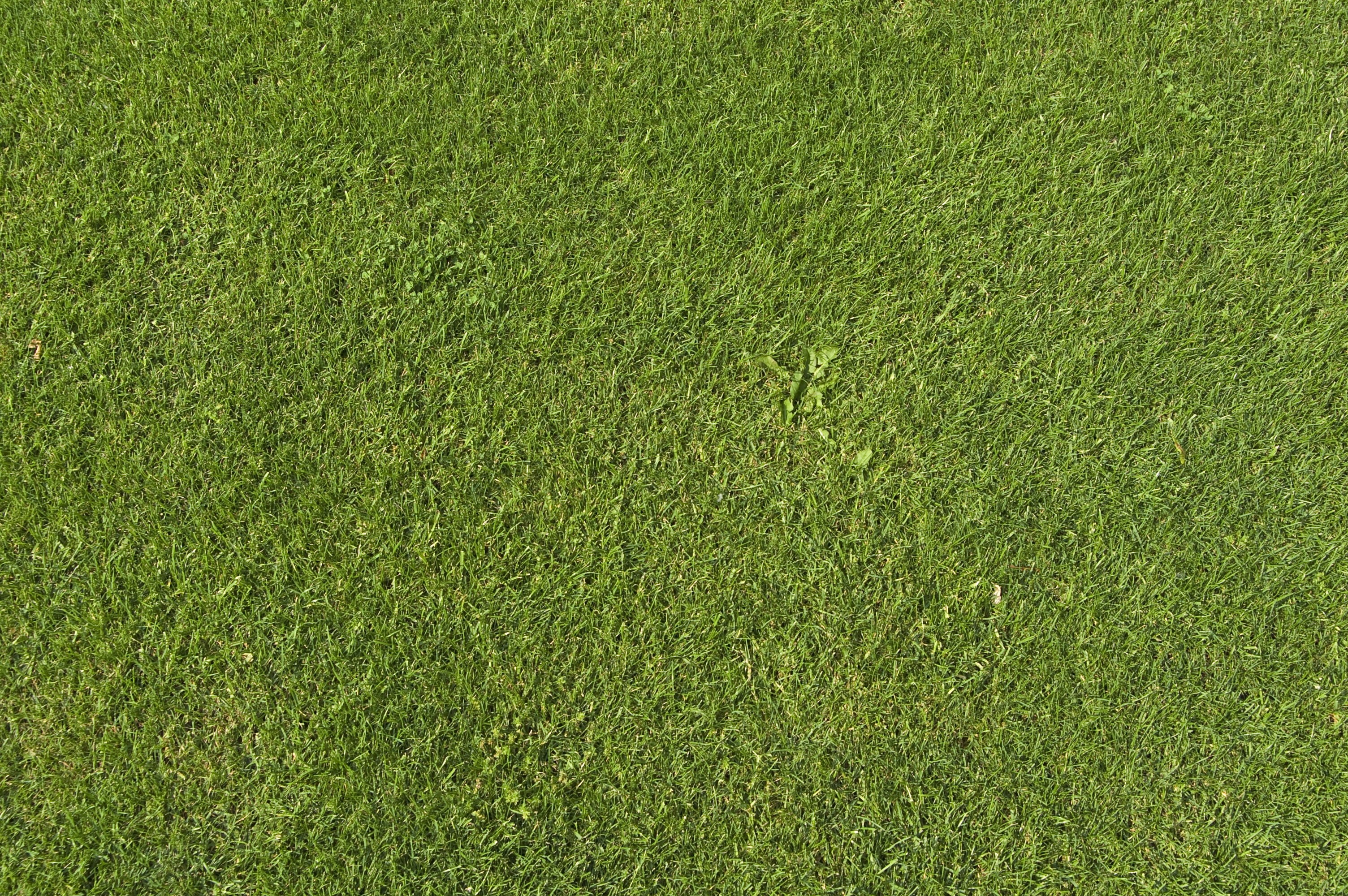 2K, green, grass, texture, simple, HD Wallpaper
