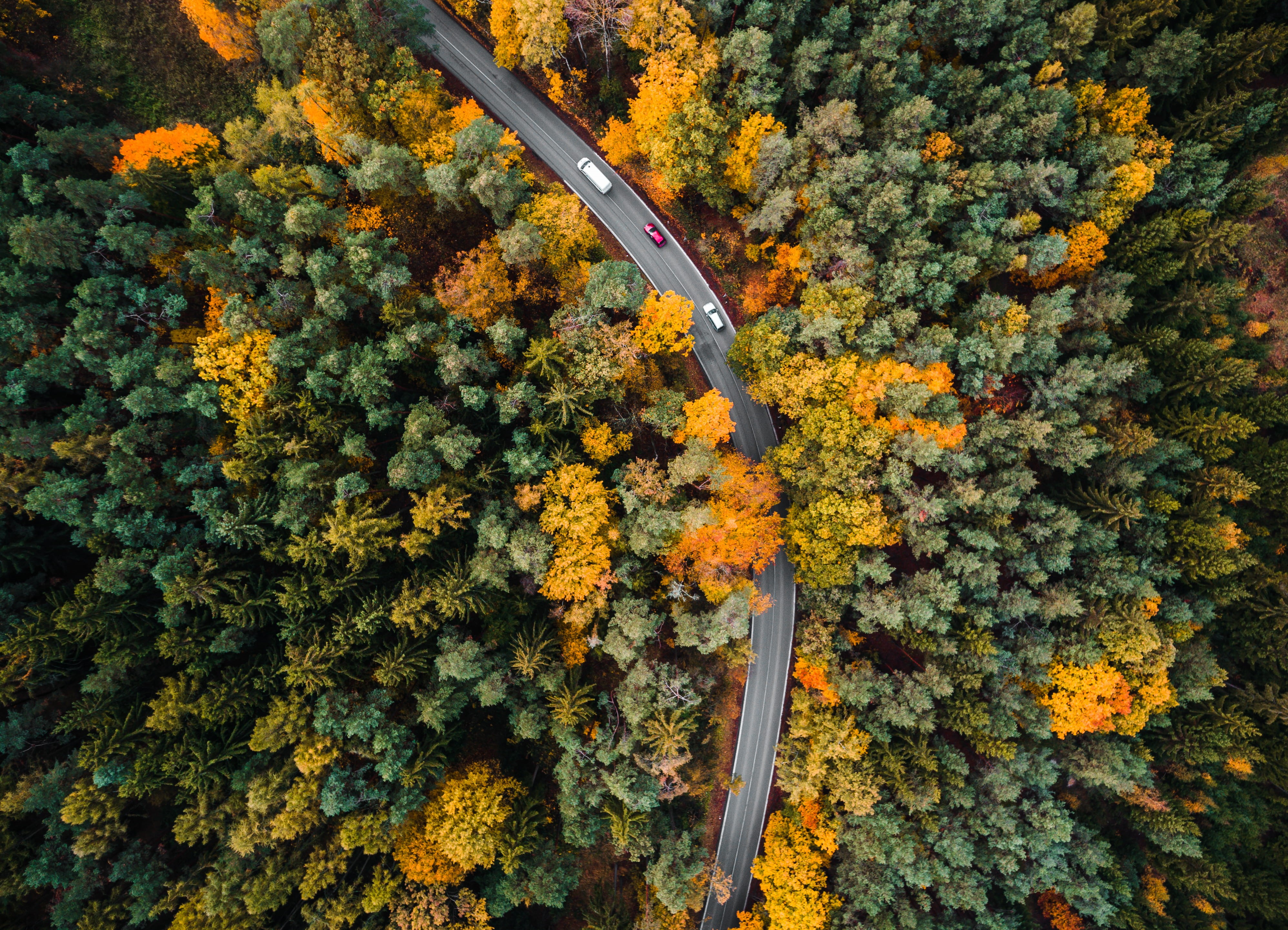 room for text, leaves, road, beauty in nature, close-up, roads, plant part, change, autumn collection, tree, trees, birds eye, nature, orange color, transportation, HD Wallpaper