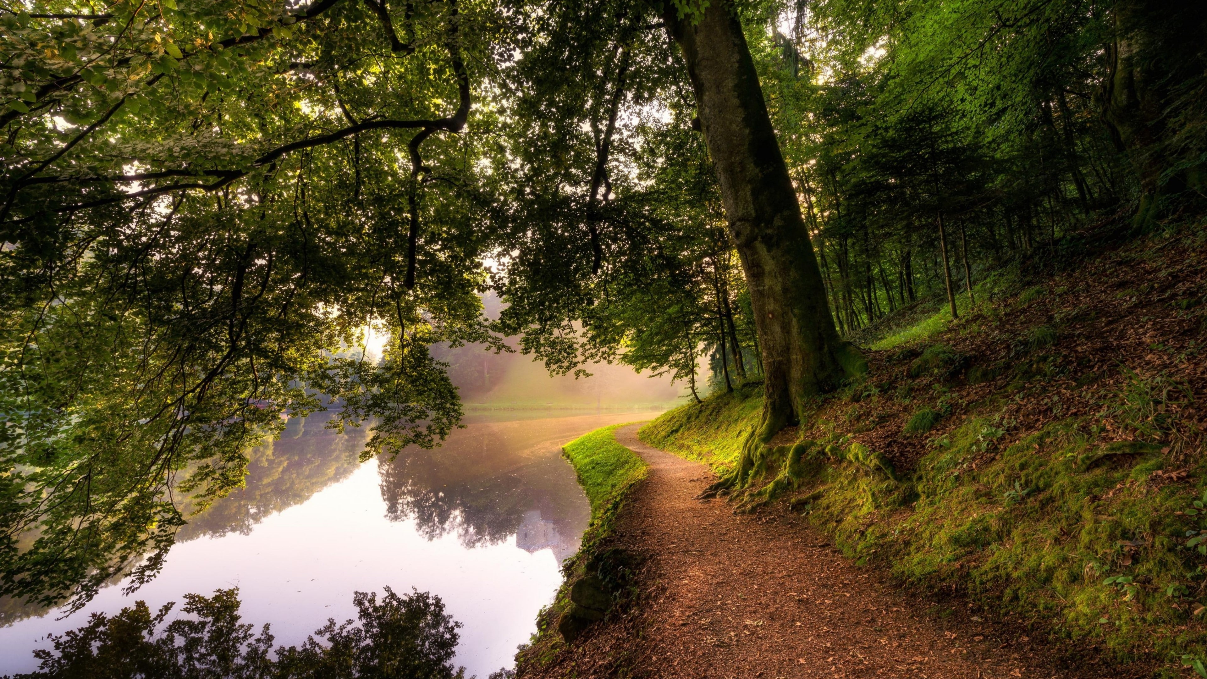 path, 4K, riverside, forest, pathway, river, HD Wallpaper