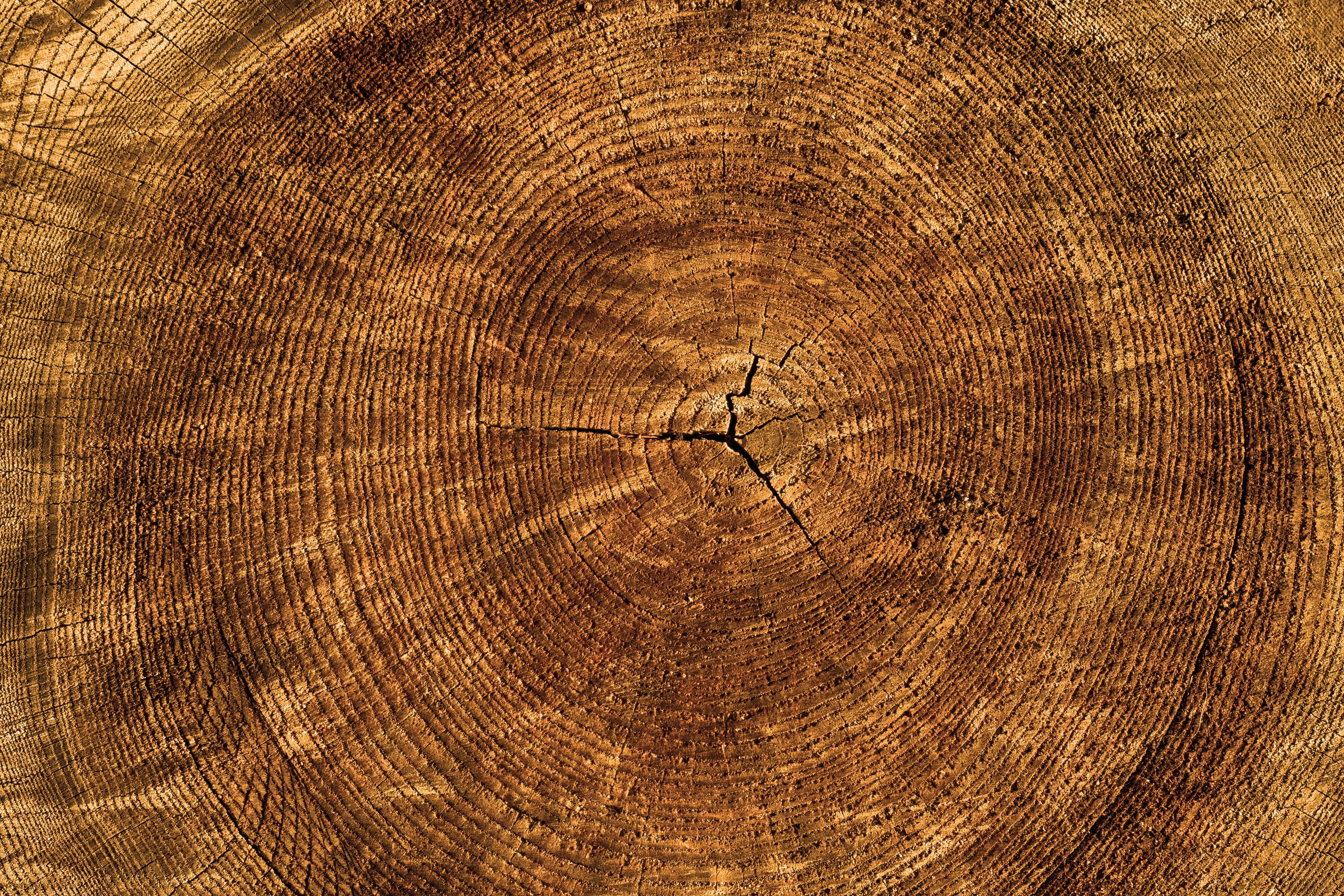 day, photo, pine, tree ring, rough, forest, slab, textured effect, annual rings, pattern, no people, 4K, material, tribe, wood, bark, cross section, full frame, HD Wallpaper