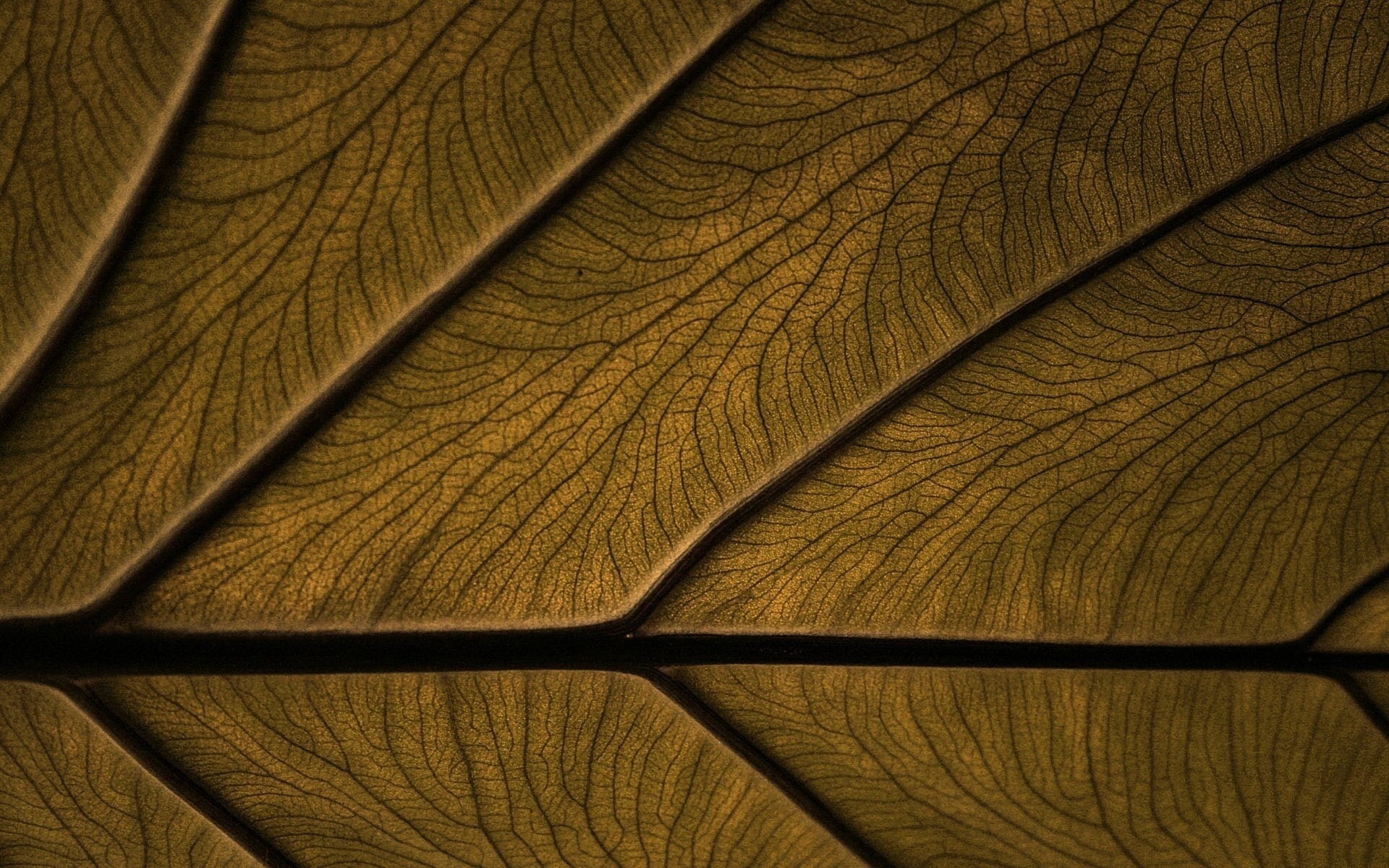 1080P, wooden surface, texture, wood, HD Wallpaper