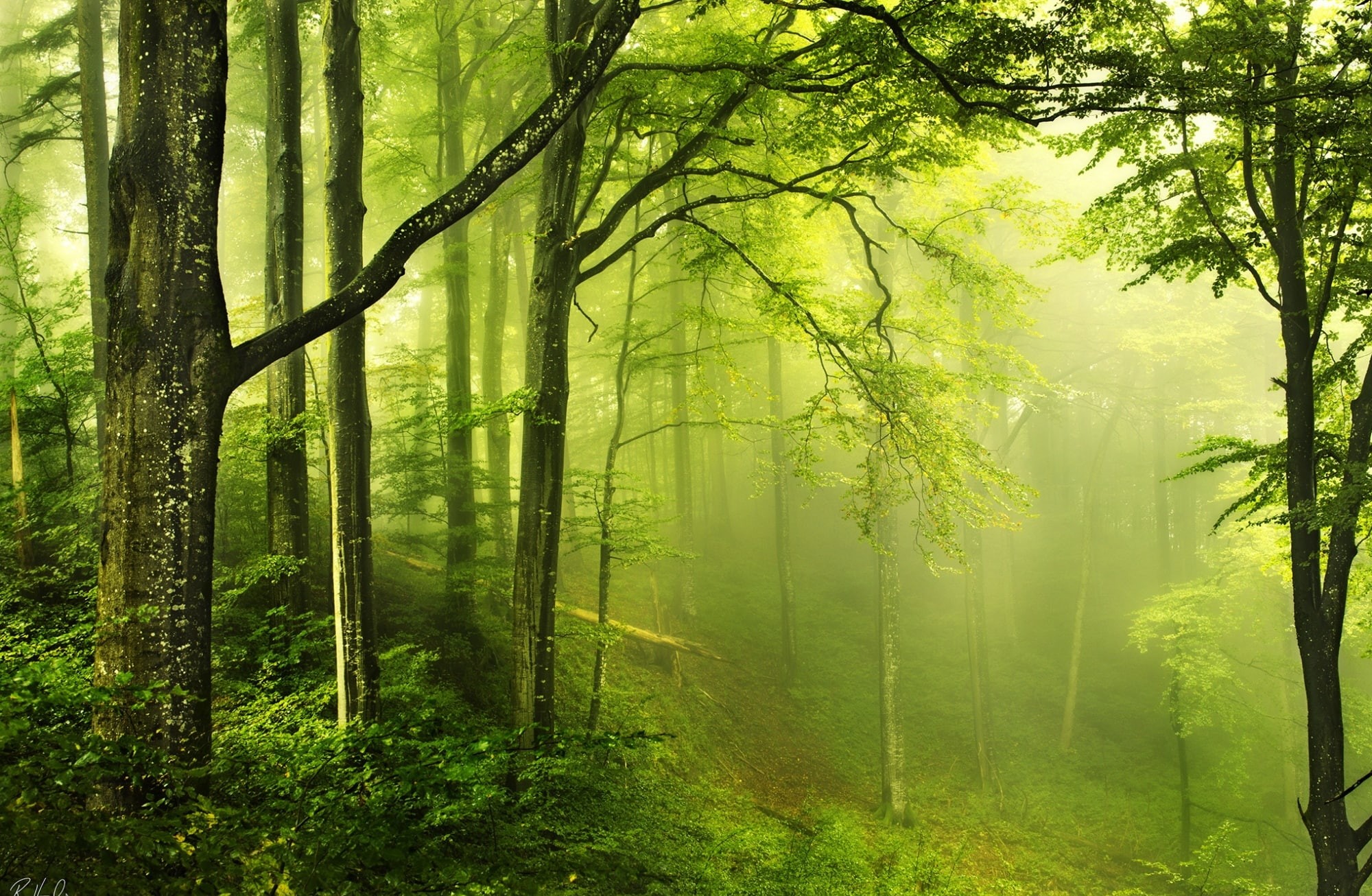fog, hazy, tranquil scene, Nature, Beautiful, trunk, woodland, environment, plant, non-urban scene, growth, Forest, tranquility, outdoors, green color, HD Wallpaper