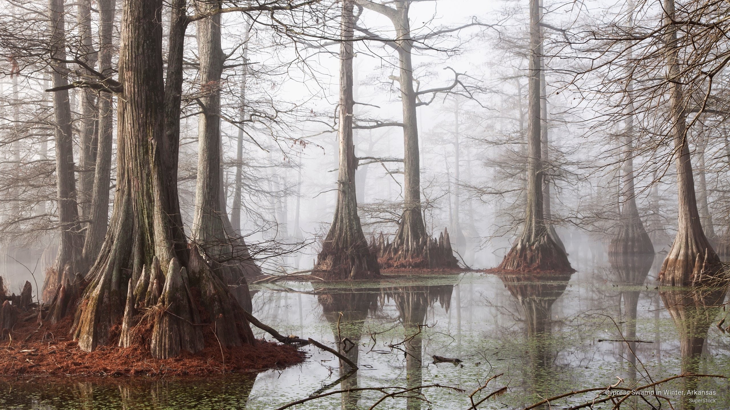2K, cypress, swamp, arkansas, winter, Nature, HD Wallpaper
