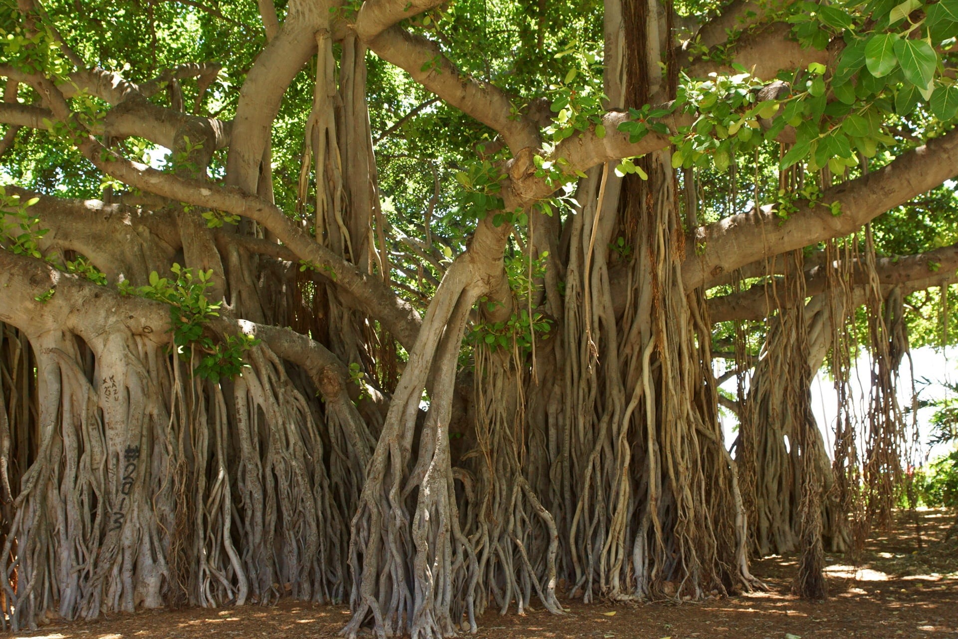 banyan tree, trunk, green, brown, plant, honolulu, nature, beauty in nature, plant part, hawaii, tree, leaf, forest, no people, rainforest, branch, low angle view, HD Wallpaper