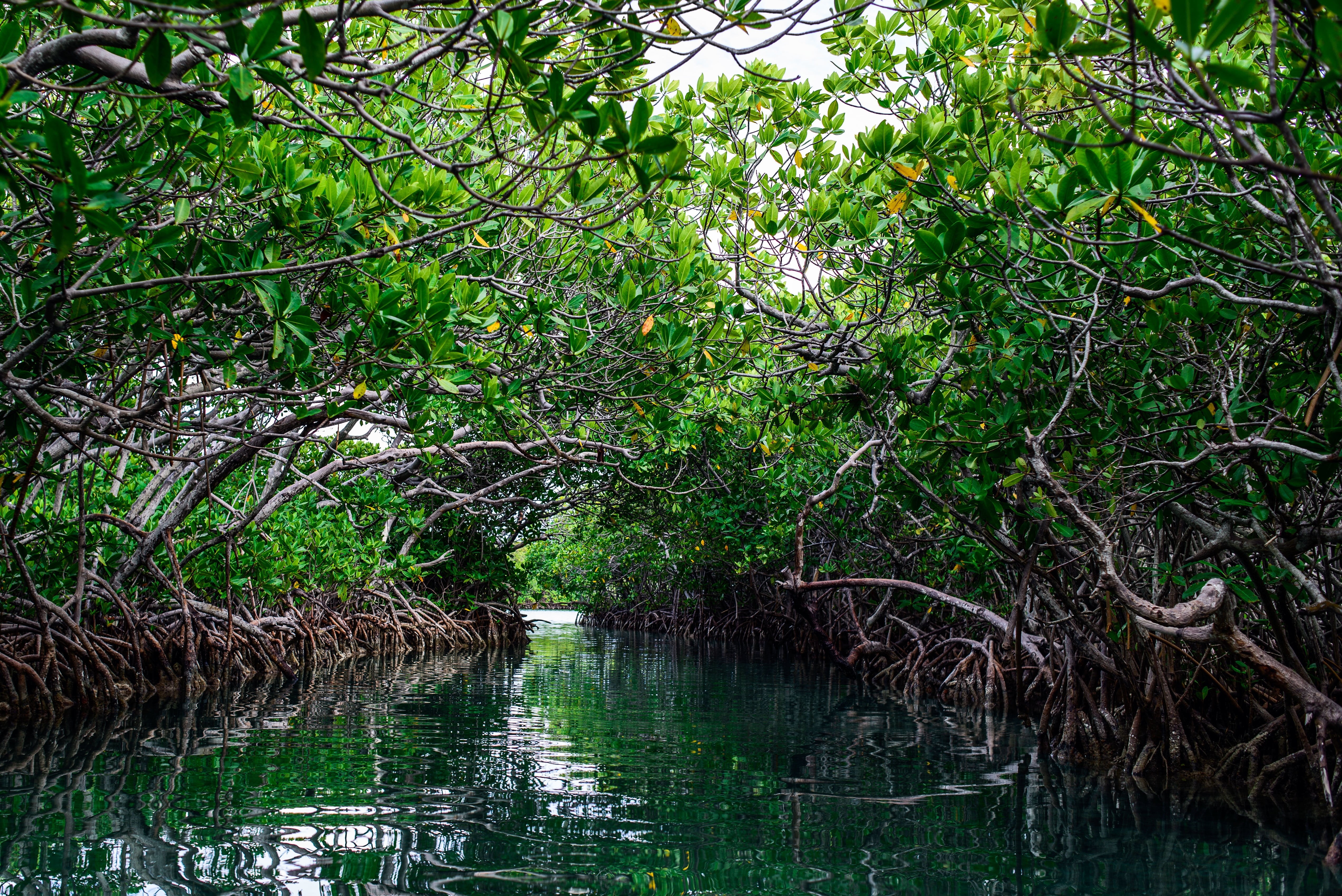 tropical Climate, sea, woodland, non-urban scene, tranquil Scene, no People, green Color, usa, land, freshness, blue, pond, landscape, beauty In Nature, HD Wallpaper