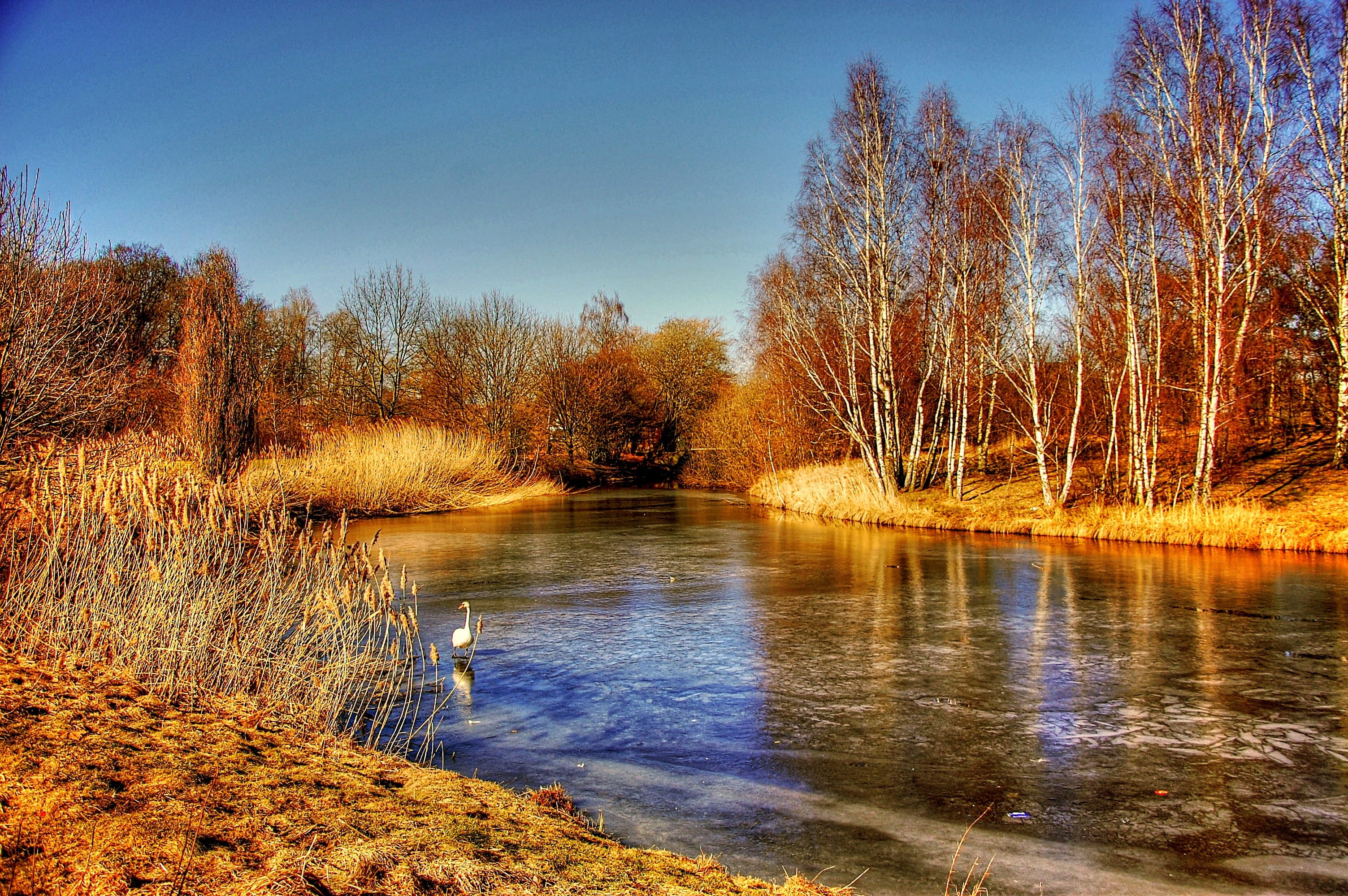 beauty In Nature, garden, woodland, tranquil Scene, animal themes, water, meadow, one animal, reflection, park, rural Scene, animal, river, swamp, plant, HD Wallpaper