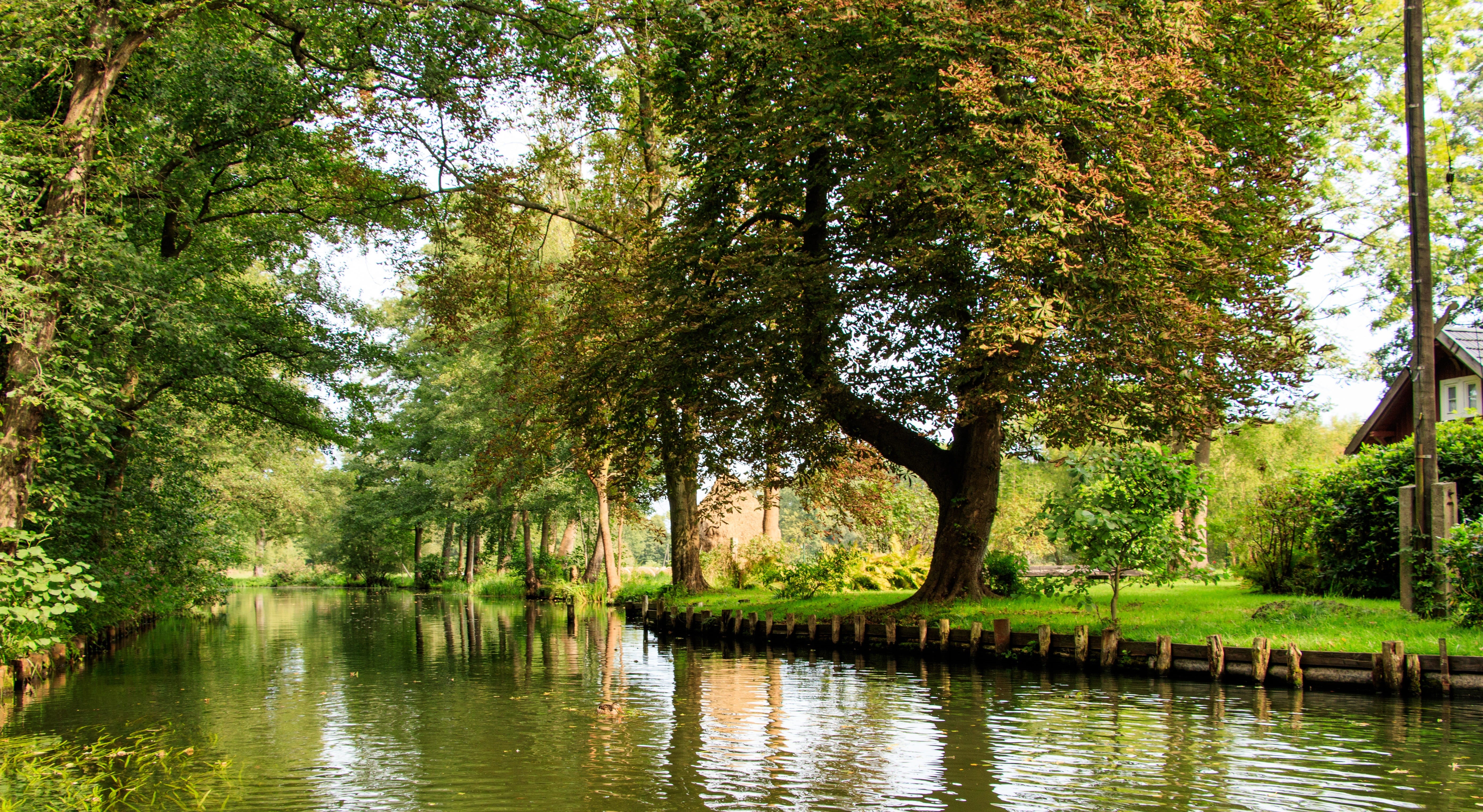 tranquil scene, nature, plant, river, outdoors, tree trunk, no people, tranquility, beauty in nature, swamp, water, waterfront, trees, channel, landscape, HD Wallpaper