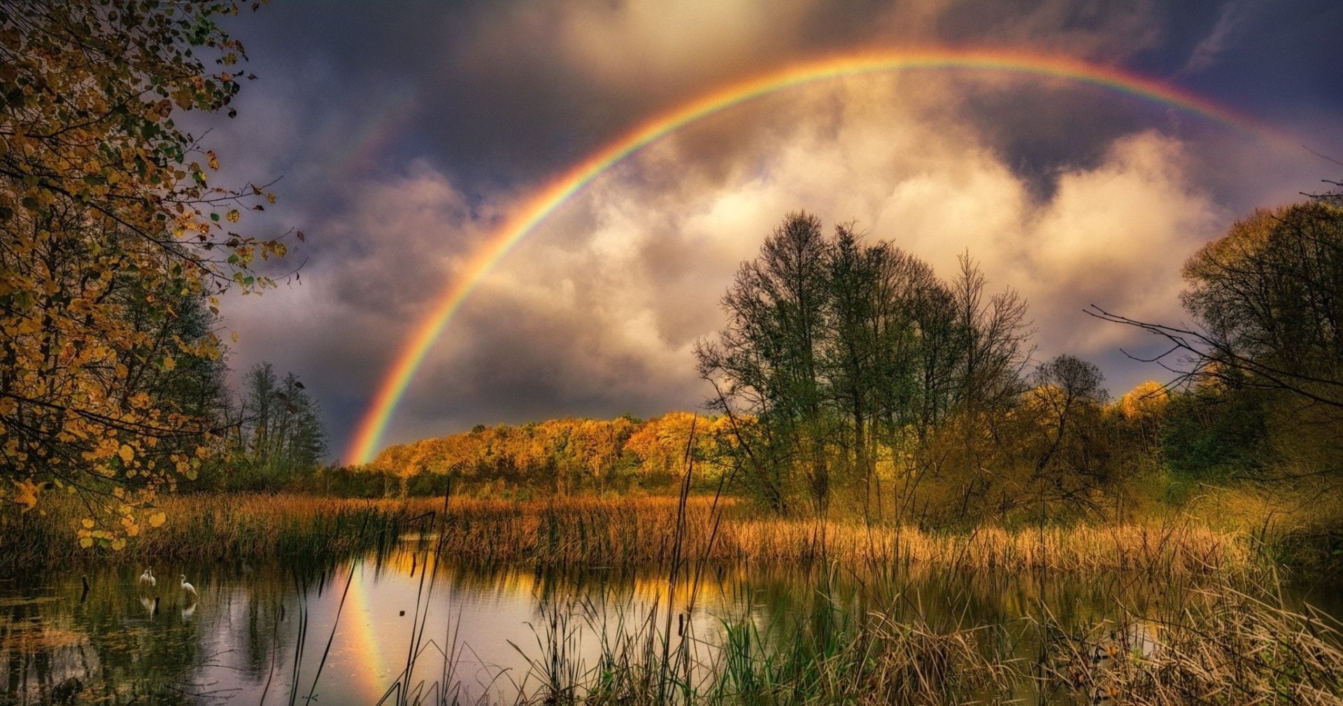 Nature, Rainbow, 1080P, Earth, Swamp, HD Wallpaper