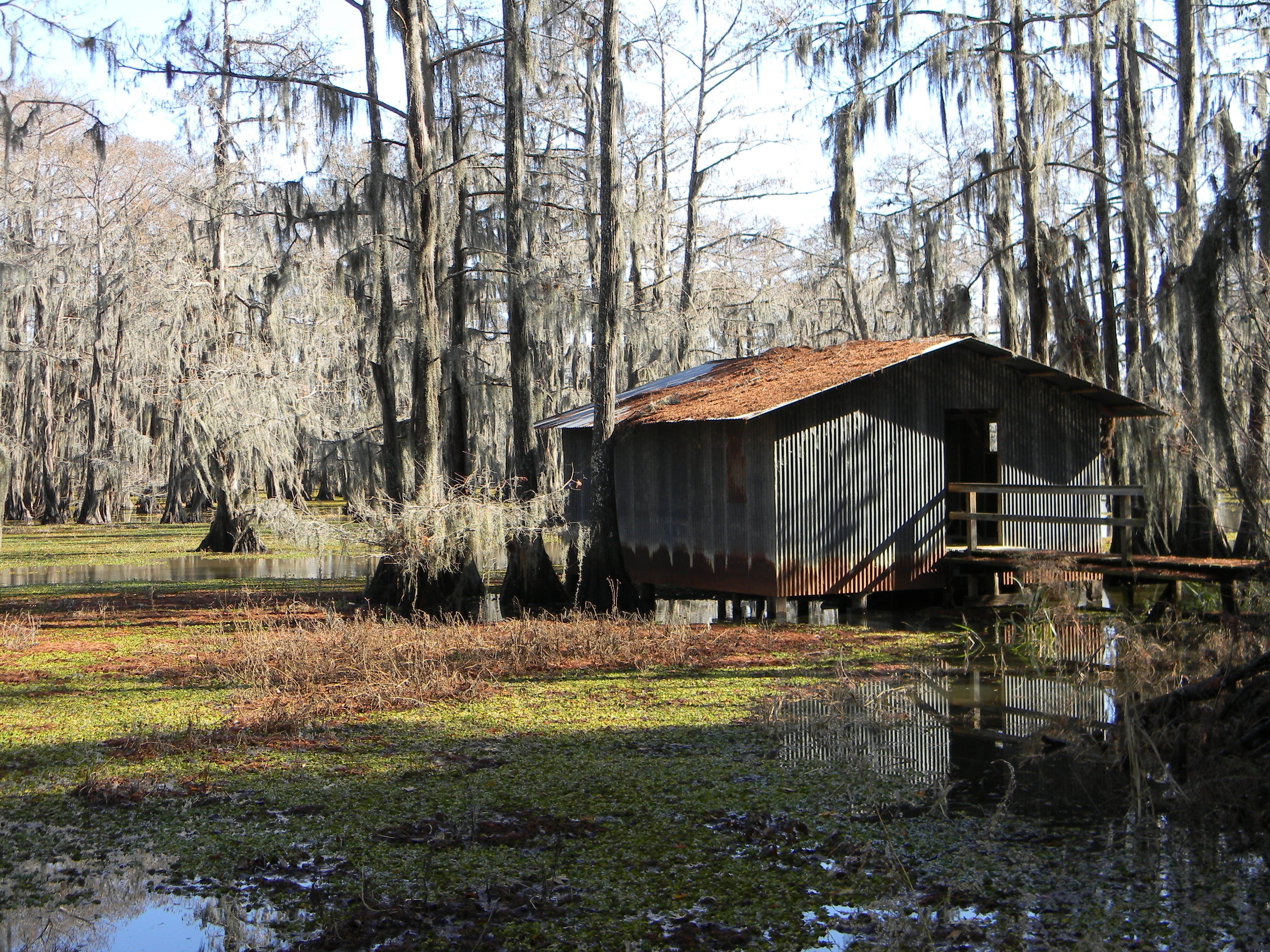 shed, outdoors, boathouse, wetlands, tranquility, forest, swamp, tree trunk, building exterior, 4K, shack, trunk, building, trees, built structure, house, HD Wallpaper