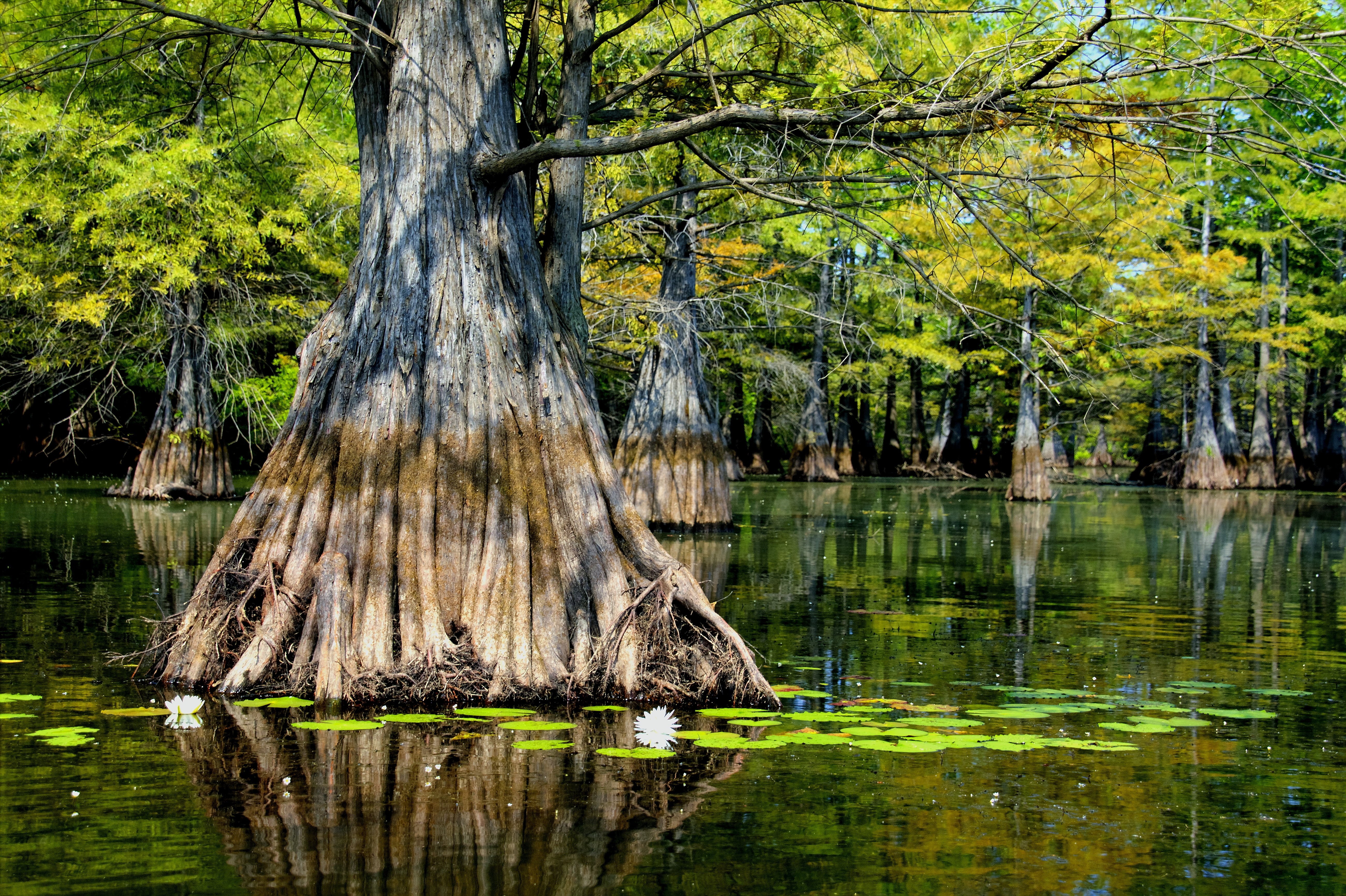 recreation, ouachita, conservancy, duck  commander, mangrove, louisiana, Jeptha, union  parish, forest, camping, baldcypress, paddle, water, tree, upper, HD Wallpaper