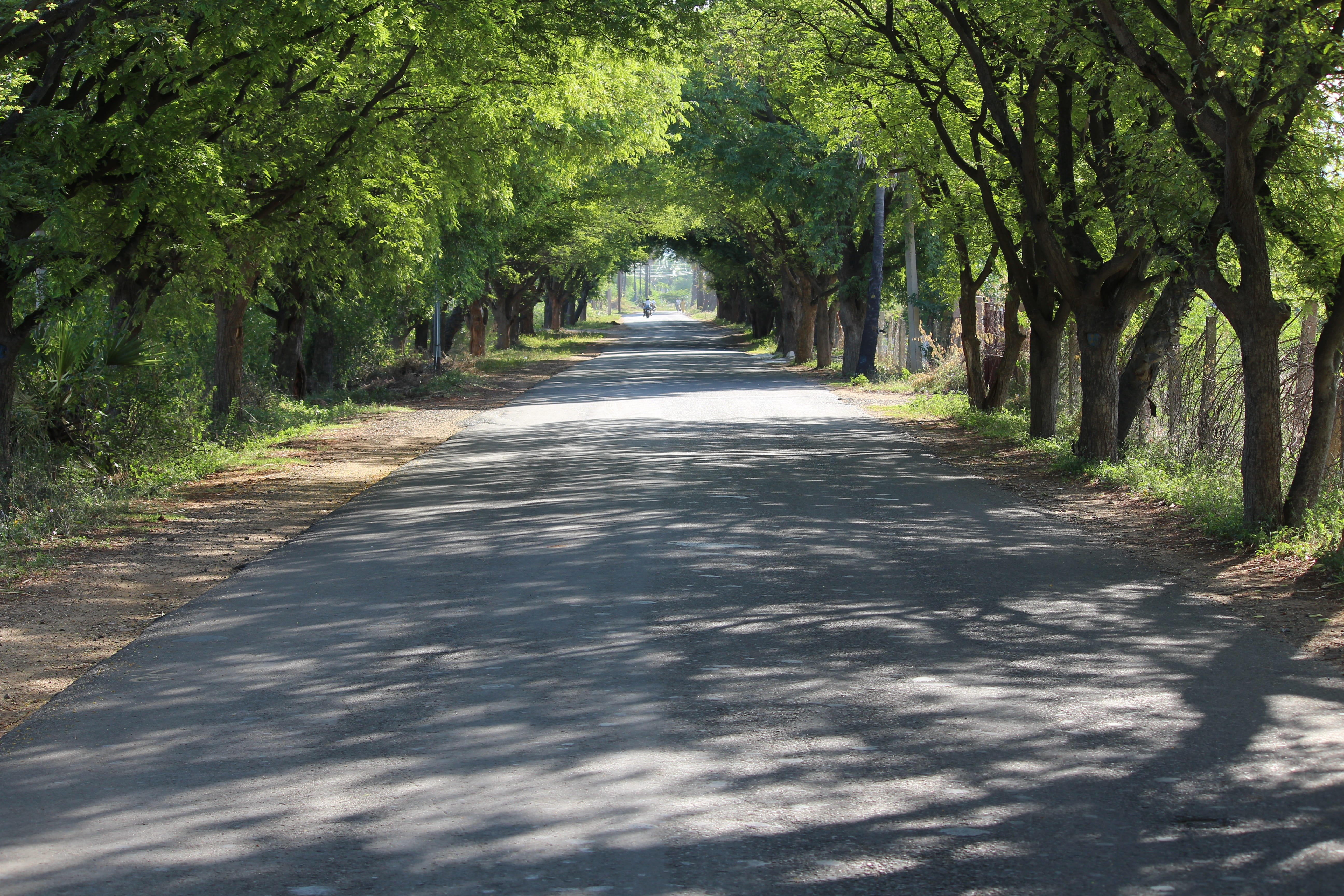 single lane road, India, diminishing perspective, indian village, no people, alone, Road, 5K, growth, shadow, sunlight, vanishing point, outdoors, tree canopy, HD Wallpaper