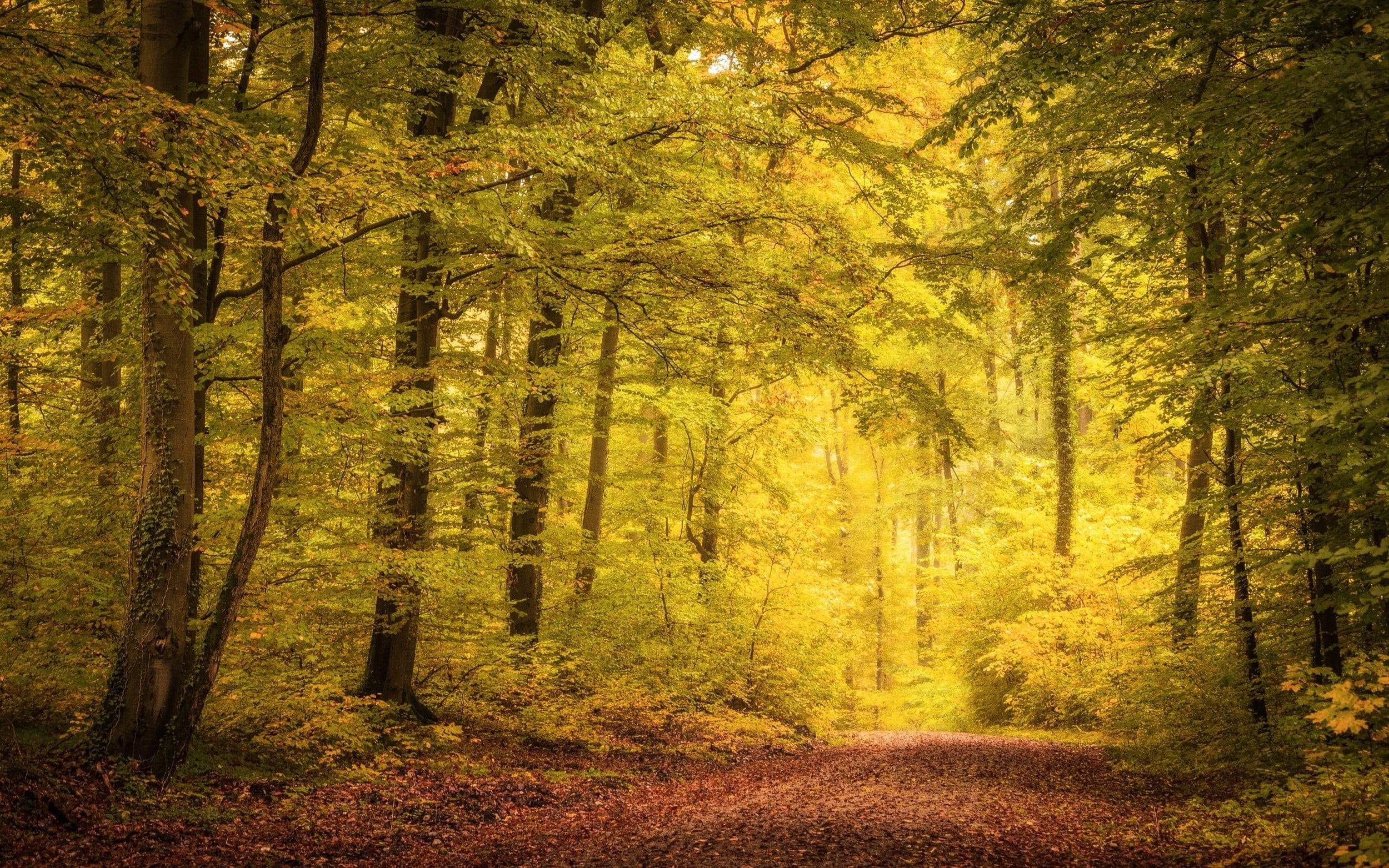 footpath, beauty In Nature, path, 1080P, sun, light - Natural Phenomenon, direction, backgrounds, green, daytime, lush Foliage, no People, tree, plant, HD Wallpaper