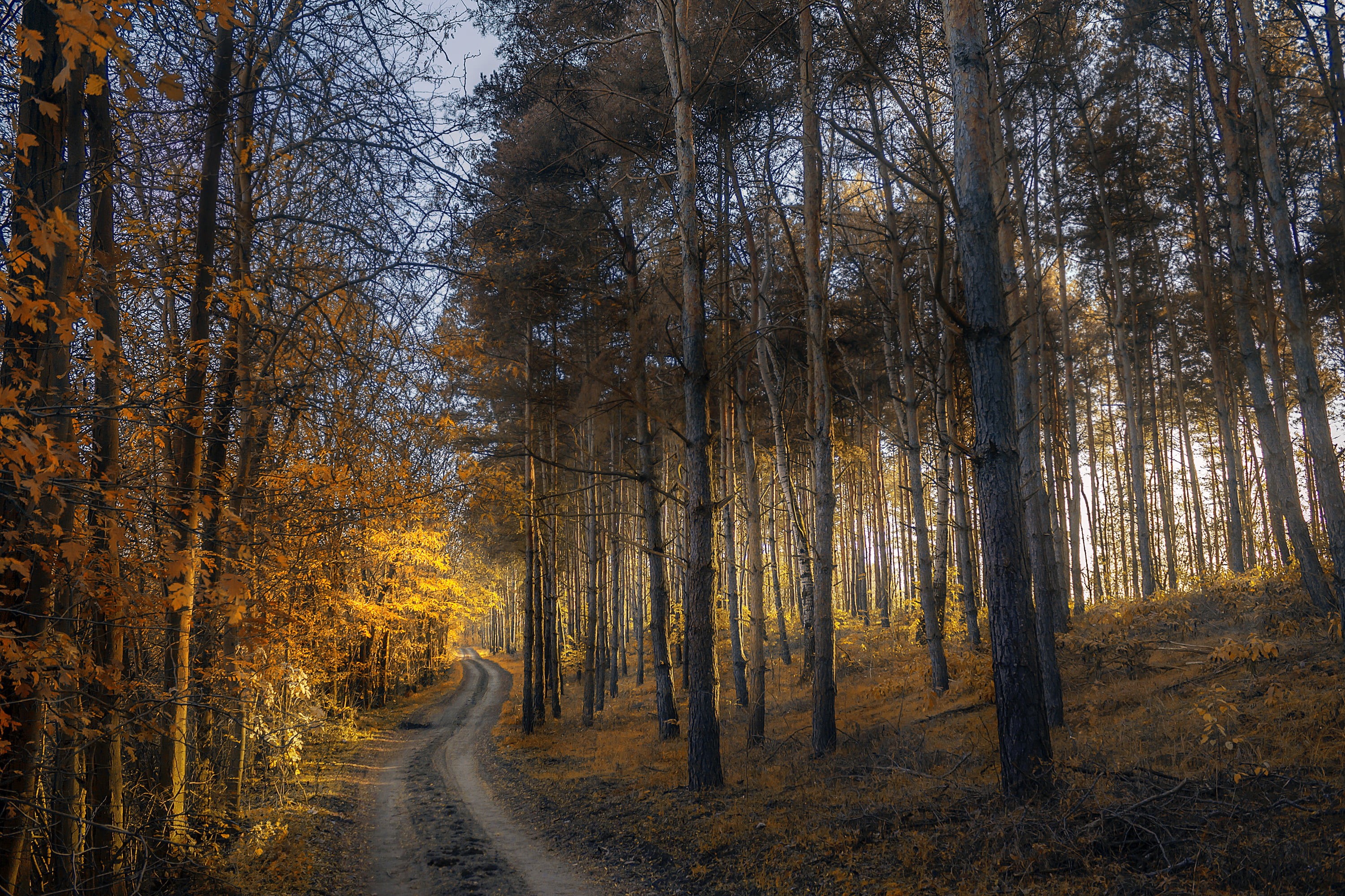 color Image, trees, beauty In Nature, scenics, light - Natural Phenomenon, direction, growth, multi Colored, road, outdoors, the way forward, tranquility, HD Wallpaper