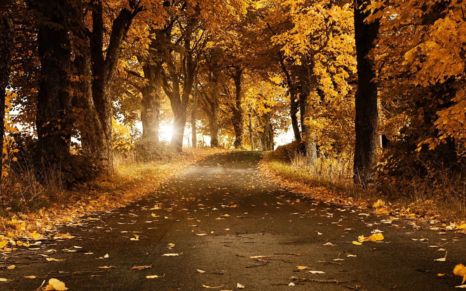 tranquility, the way forward, environment, sun, day, street, direction, land, alley, leaves, season, change, footpath, red, scenics - nature, colors, tranquil scene, HD Wallpaper