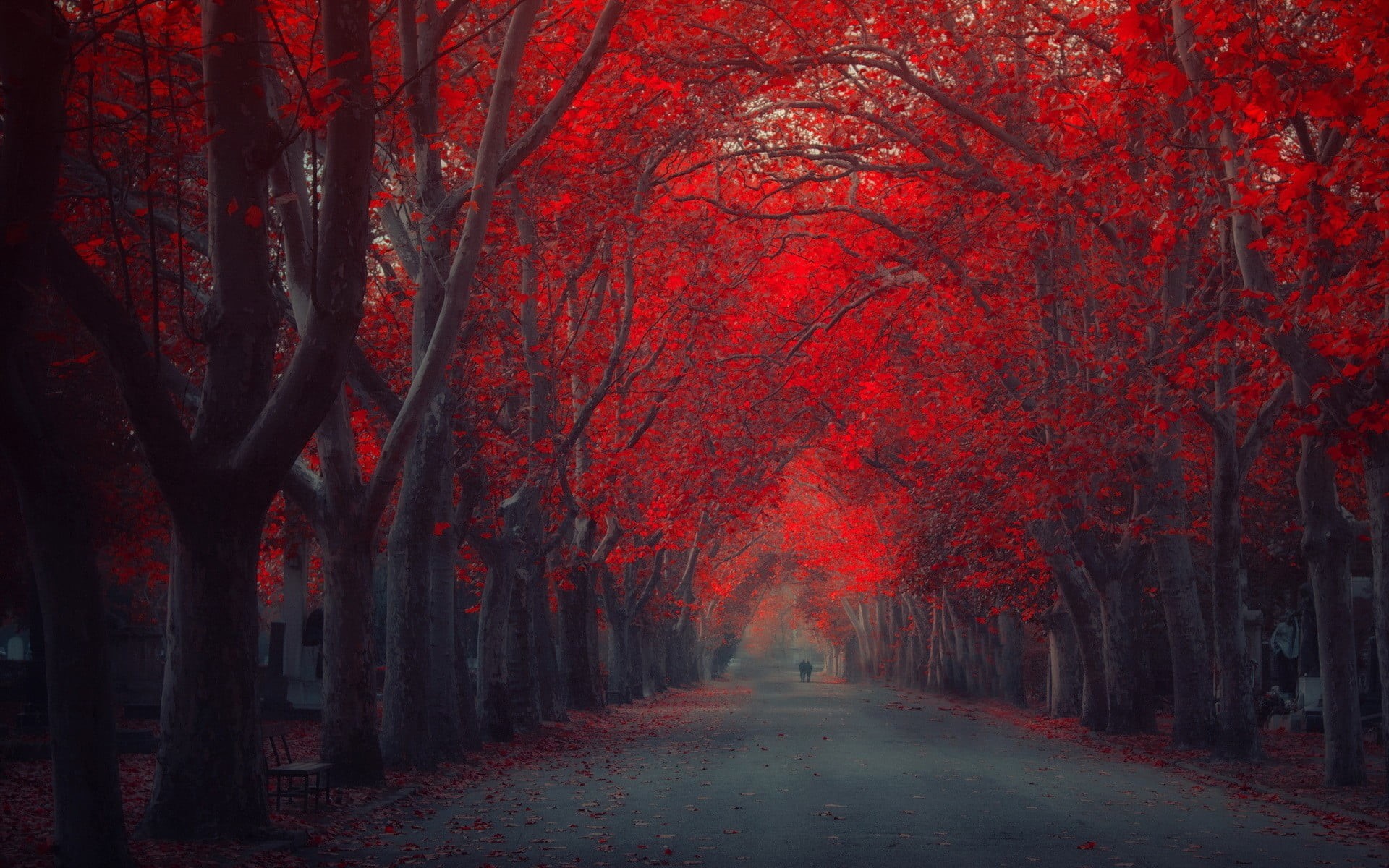 rural Scene, footpath, mystery, photo, alley, woodland, fall, season, direction, tree canopy, standing, leafed, red, change, orange Color, street, vibrant Color, HD Wallpaper