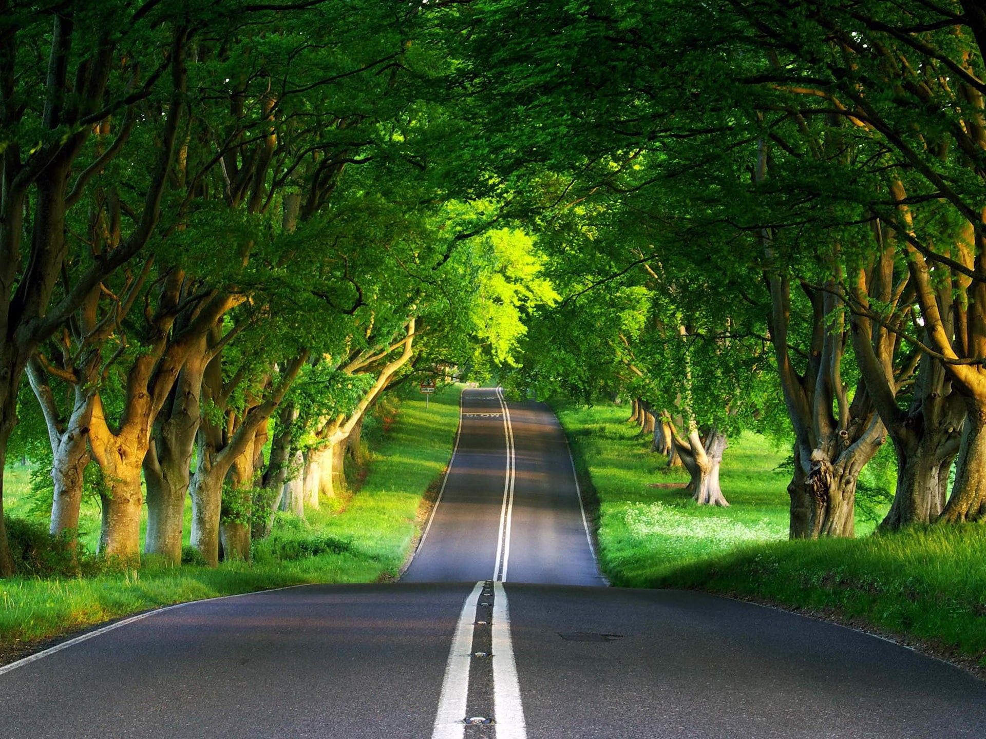 no People, scenics, transportation, summer, non-Urban Scene, footpath, park - Man Made Space, lane, diminishing perspective, tree, descent, road, leaf, HD Wallpaper