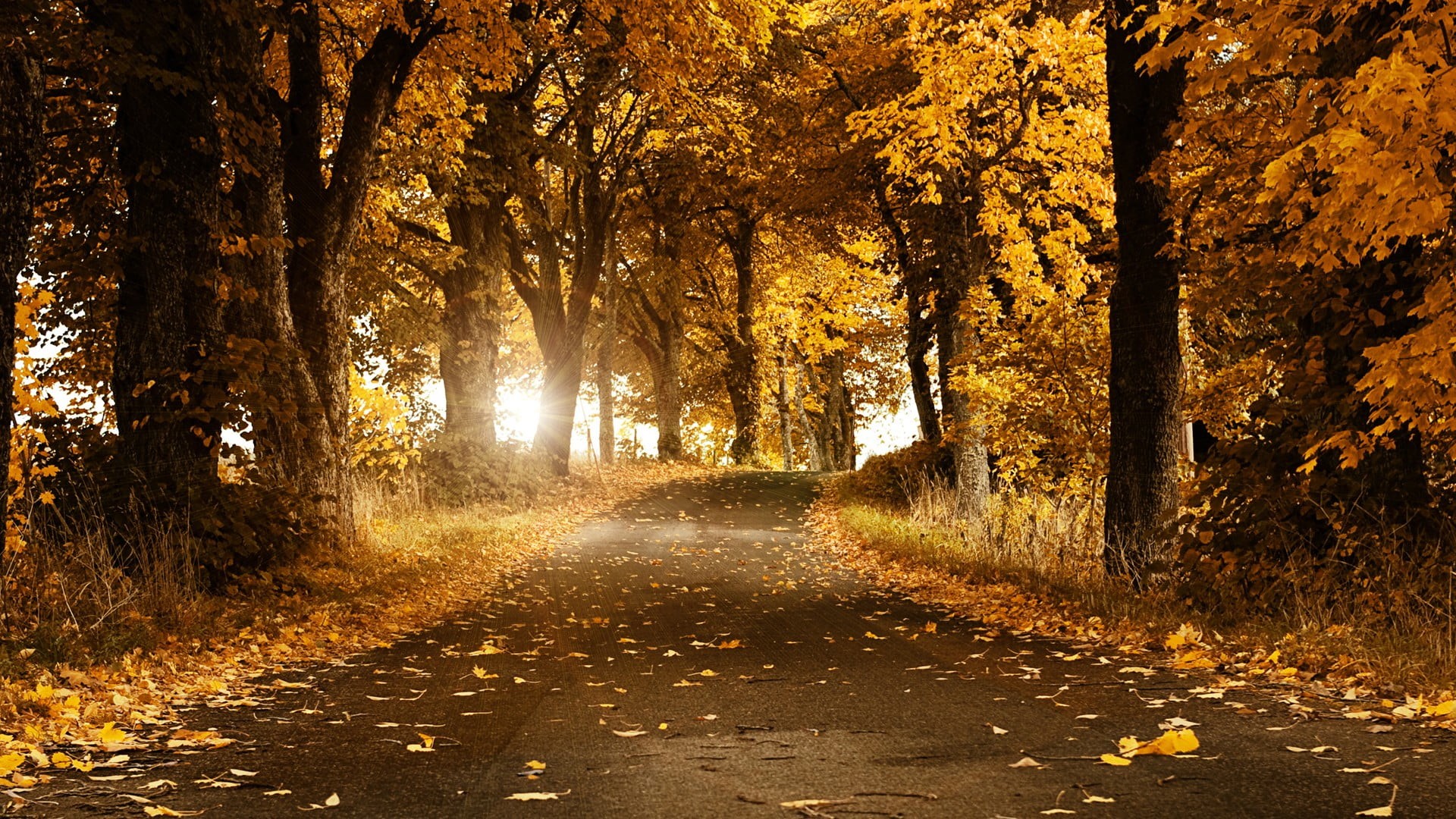 backgrounds, light - Natural Phenomenon, street, direction, the way forward, rural Scene, no People, single Lane Road, gold Colored, bright, leaf, scenics, HD Wallpaper