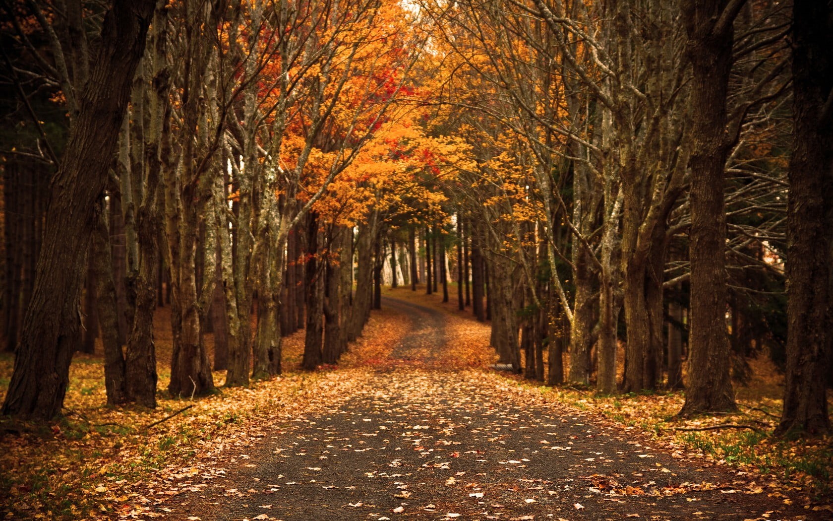 light - Natural Phenomenon, beauty In Nature, outdoors, leaf, growth, tranquil Scene, red, non-Urban Scene, woodland, gold Colored, park - Man Made Space, HD Wallpaper