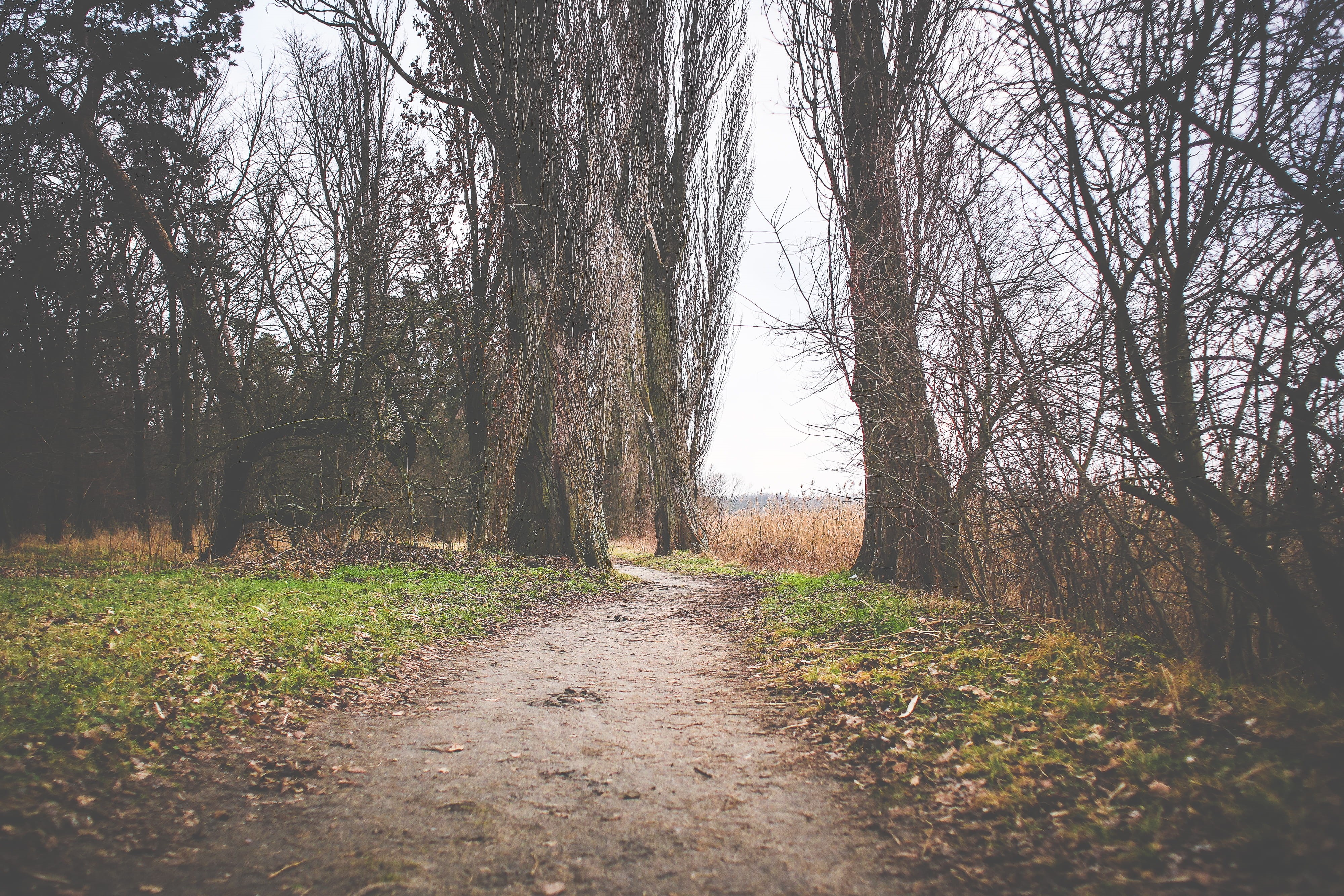 scenics, footpath, bare tree, diminishing perspective, plant, road, tranquility, no People, trunk, rural Scene, day, tree trunk, winter, nature, the way forward, HD Wallpaper