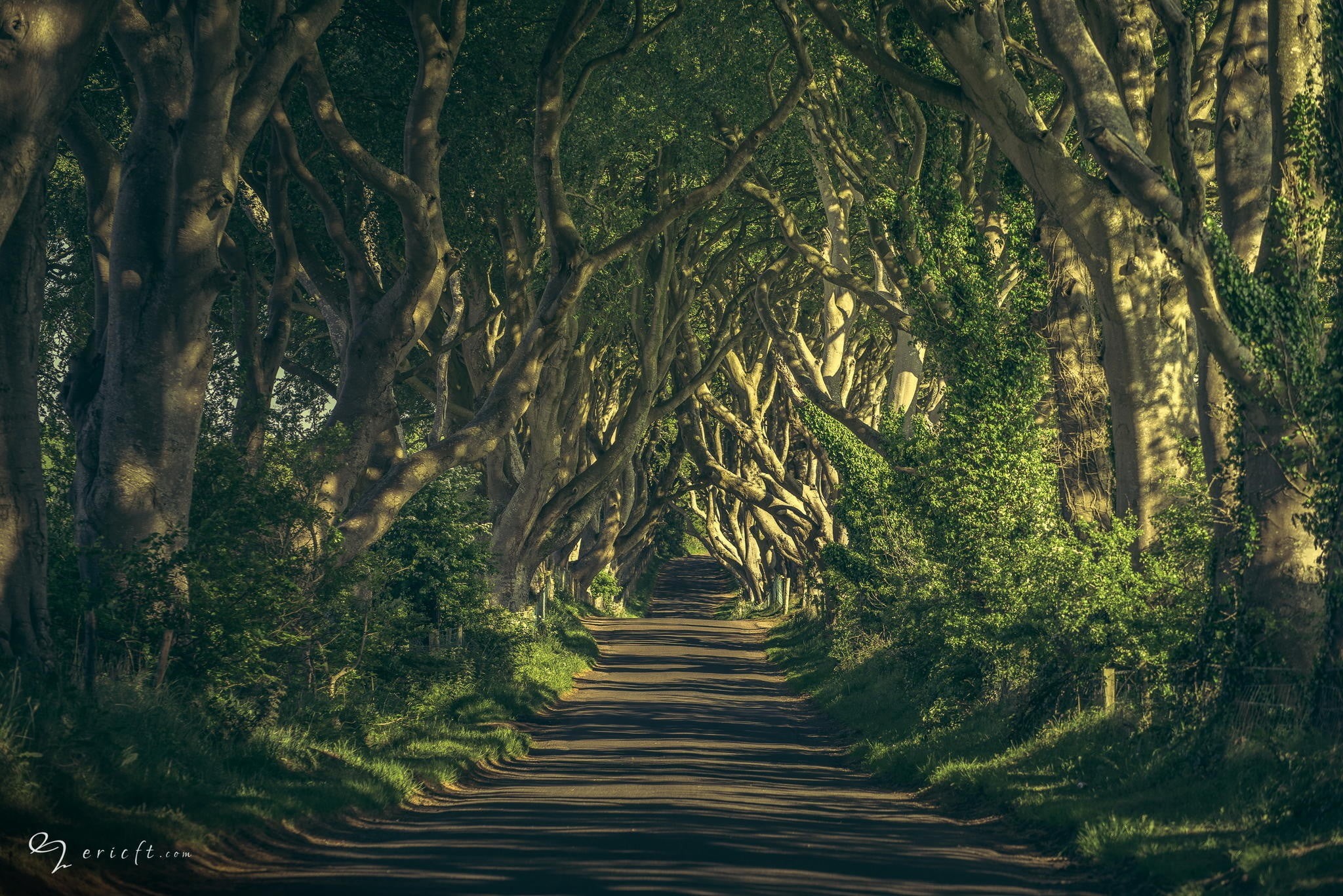woodland, 1080P, branch, trees, green Color, scenics, tranquil scene, tree canopy, environment, bamboo - plant, trunk, walking, scenics - nature, morning, HD Wallpaper