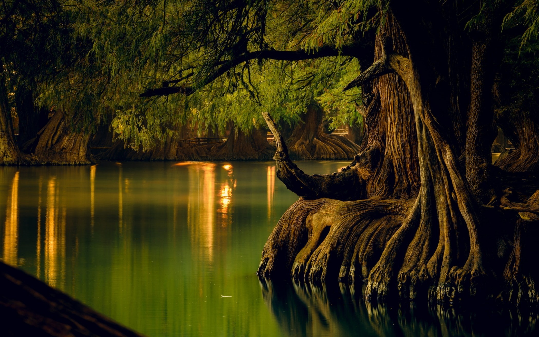 waterfront, 1080P, scenics - nature, reflection, outdoors, non-urban scene, trees, Mexico, forest, tranquil scene, tree trunk, day, growth, tranquility, HD Wallpaper