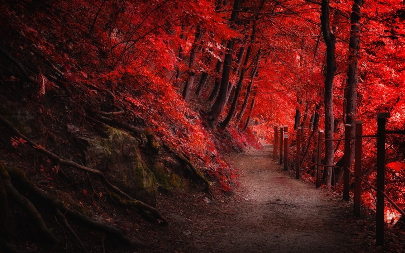 path, orange Color, season, fence, rural Scene, nature, scenics, roots, daytime, diminishing perspective, 720P, plant, growth, fog, the way forward, october, HD Wallpaper