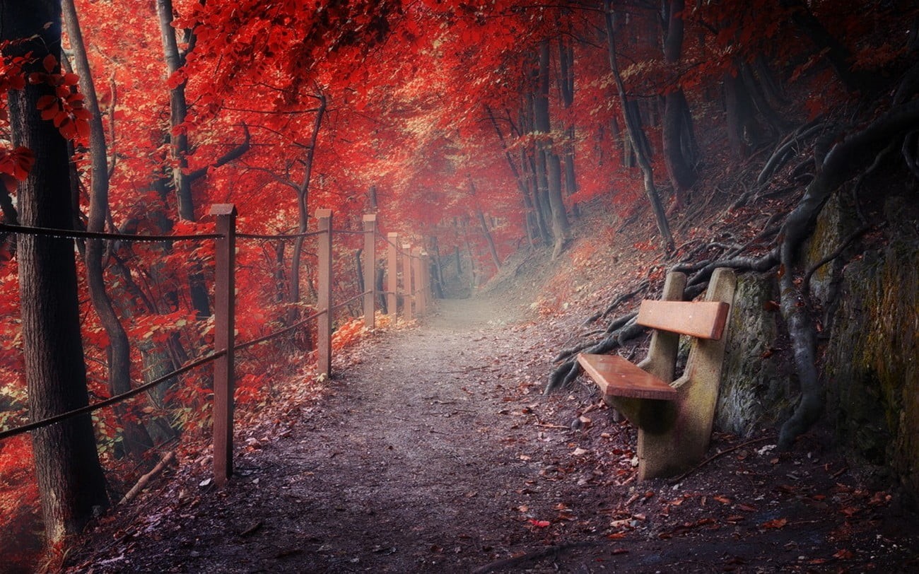 mystery, no People, leaf, woodland, october, beside, empty, plant part, nature, path, park - Man Made Space, bench, wooden, mist, direction, the way forward, HD Wallpaper