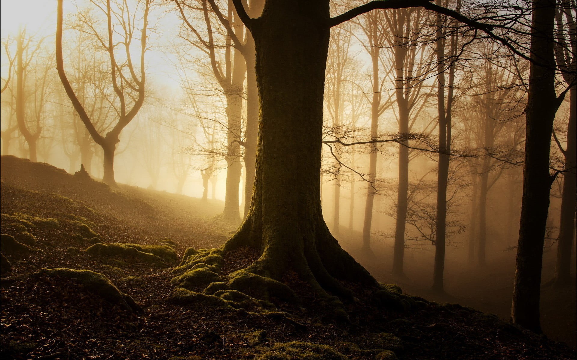 dusk, woodland, beauty In Nature, forest, roots, wood, rural Scene, leaves, lot, non-Urban Scene, fog, dark, growth, magic, sunset, light - Natural Phenomenon, HD Wallpaper