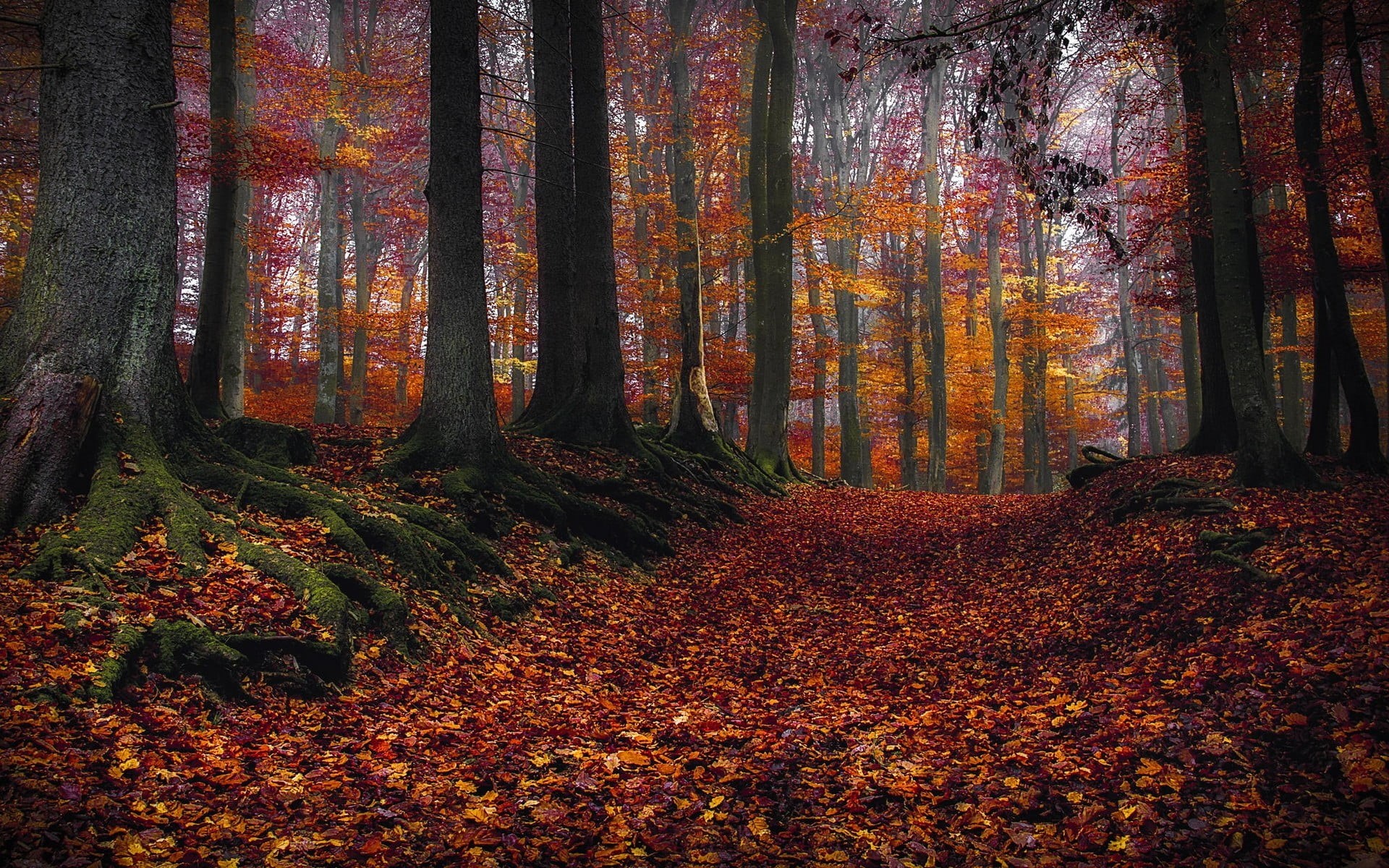 no People, morning, fall, forest, colors, roots, park - Man Made Space, backgrounds, woodland, day, tranquility, tree, leaves, nature, autumn, trunk, autumn collection, HD Wallpaper