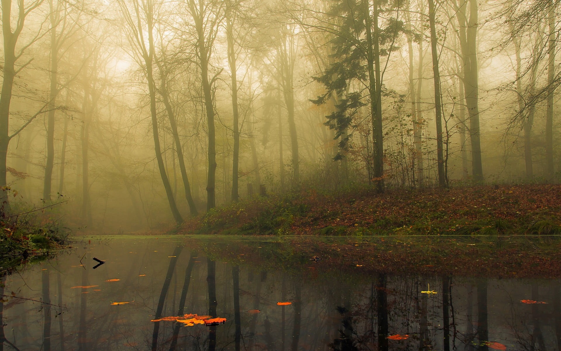season, change, tranquil Scene, environment, trees, mystery, branch, foggy, light - Natural Phenomenon, sunbeam, 1080P, fall, no People, tranquility, fog, HD Wallpaper