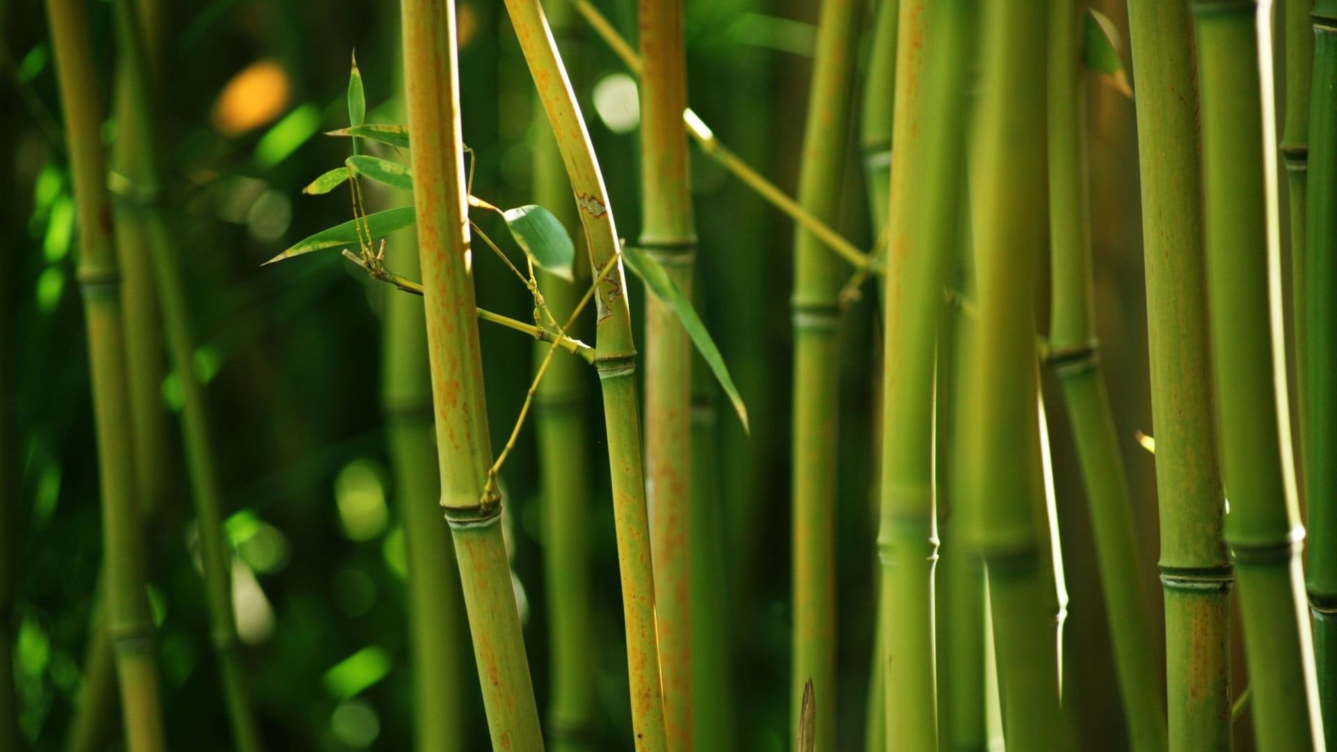 nature, land, closeup, close-up, bamboo - plant, outdoors, focus on foreground, tranquility, selective focus, 1080P, beauty in nature, animals in the wild, HD Wallpaper