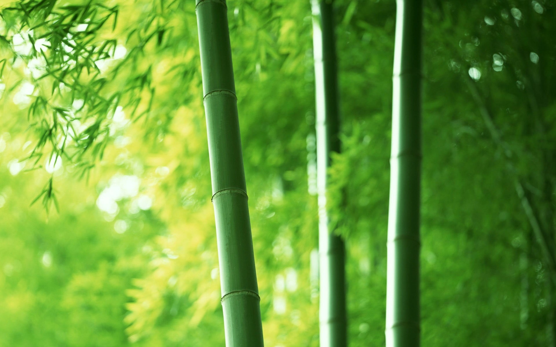 trees, land, beauty in nature, bamboo grove, no people, plants, bamboo - plant, foliage, nature, plant part, plant, lush foliage, tranquility, backgrounds, HD Wallpaper