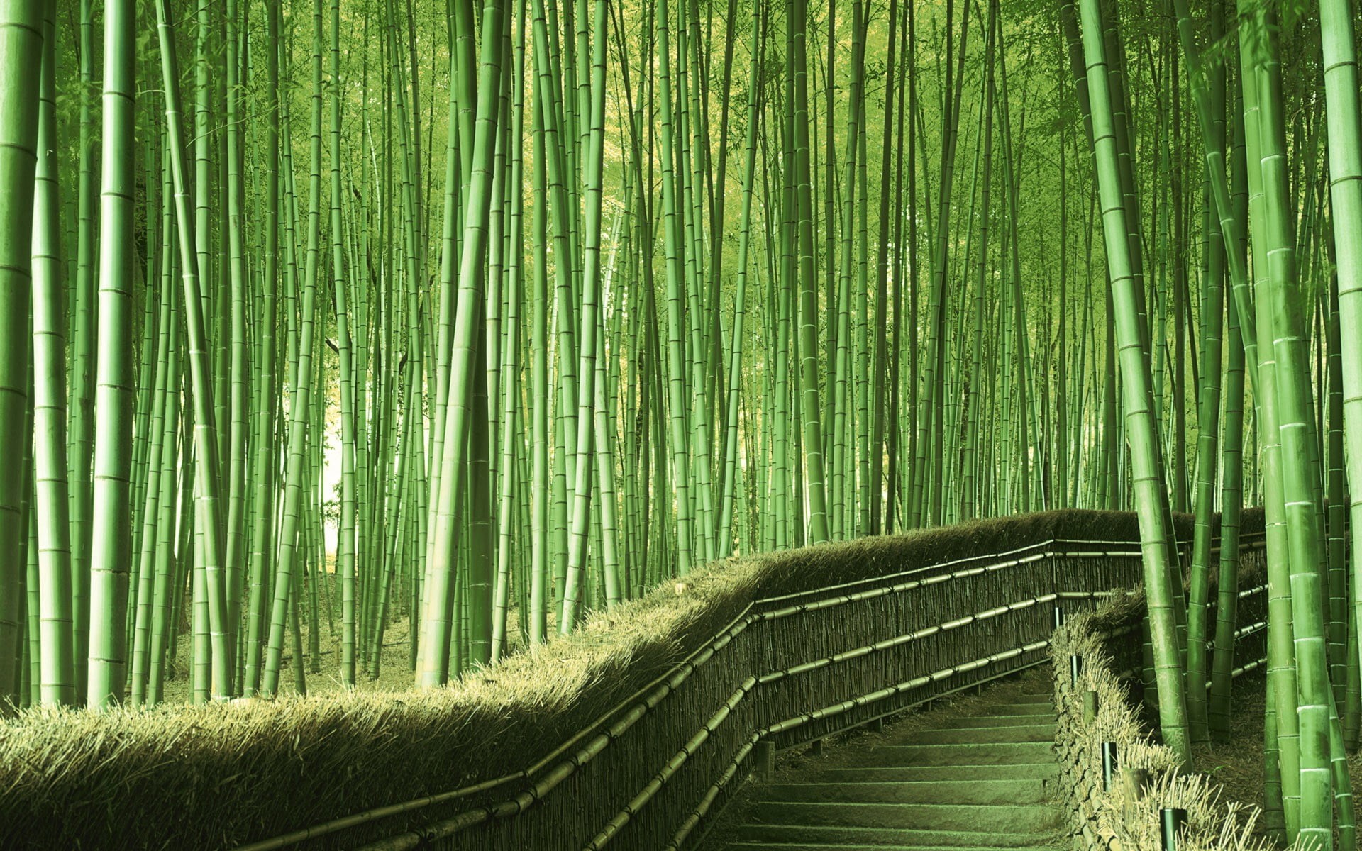palm leaf, outdoors, no people, forest, scenics - nature, Japan, beauty in nature, day, tranquility, 1080P, abundance, green color, bamboo - plant, non-urban scene, HD Wallpaper