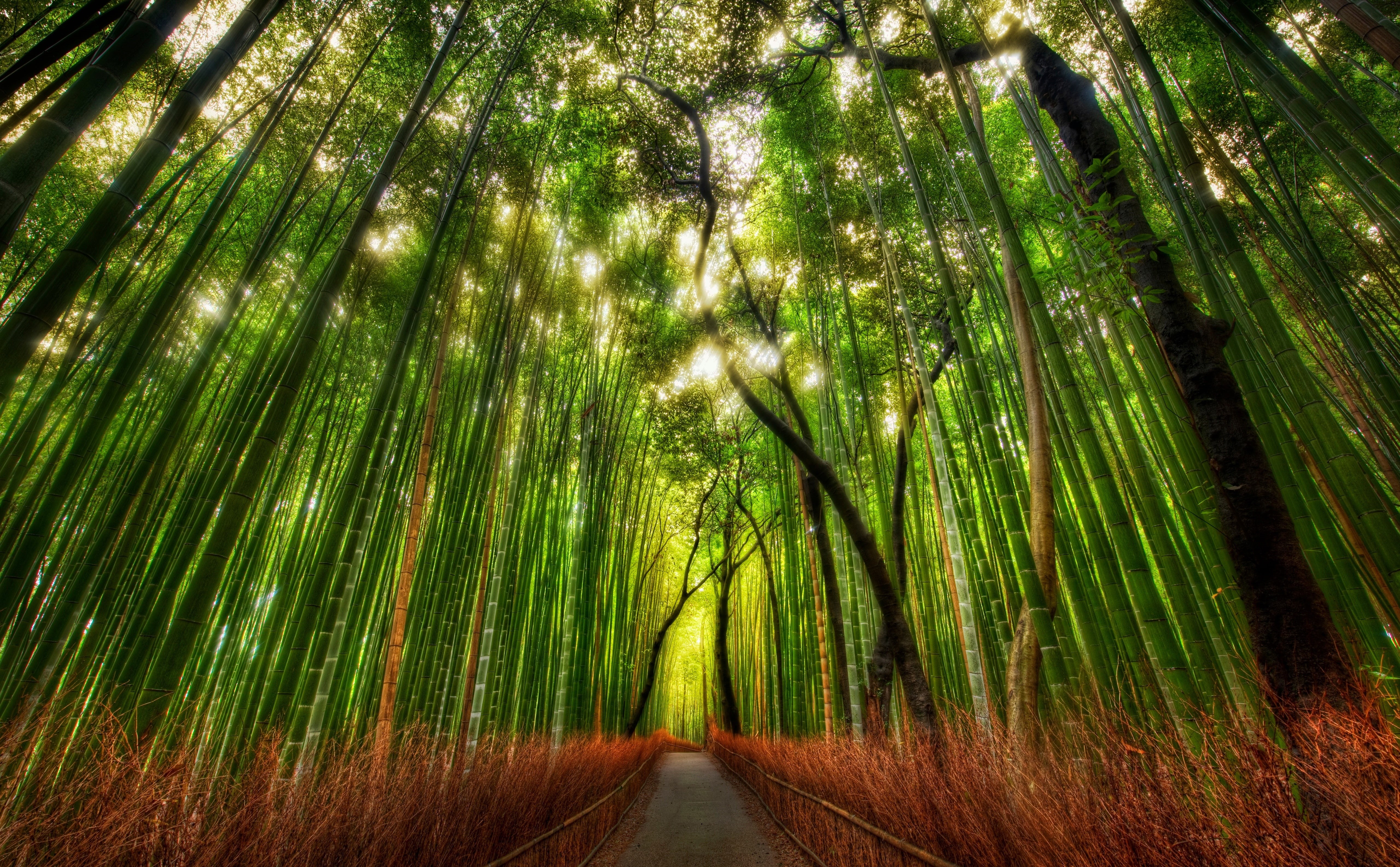 Forests, bamboo grove, woodland, tranquility, palm leaf, tranquil scene, green, direction, beauty in nature, tree, day, green color, outdoors, the way forward, HD Wallpaper