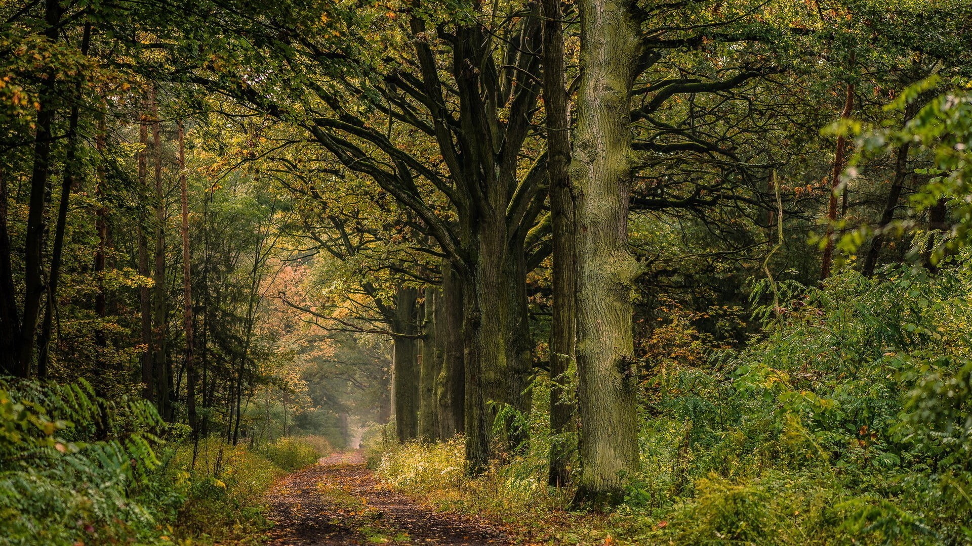 tranquility, footpath, green, plant, autumn, land, green Color, yellow, landscape, colors, moss, plants, bush, sunlight, trees, no People, beauty In Nature, HD Wallpaper