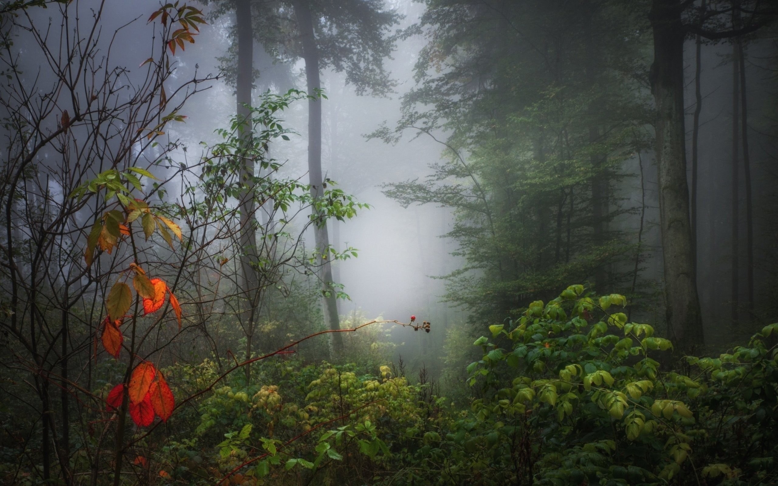 mist, fog, group of people, trees, wood, land, fall, growth, 2K, sunlight, leaves, non-urban scene, real people, tranquility, photo, idyllic, nature, tranquil scene, HD Wallpaper