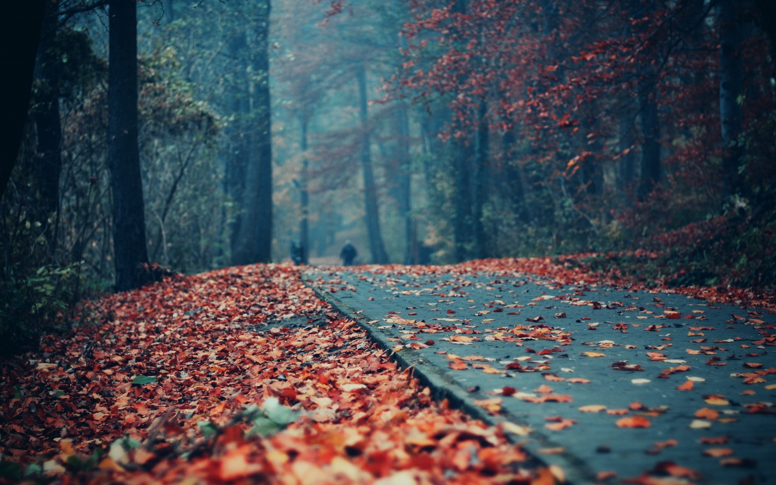 woodland, outdoors, season, footpath, change, pathway, backgrounds, plant, no People, gray, surface level, park - Man Made Space, tree trunk, street, scenics, HD Wallpaper