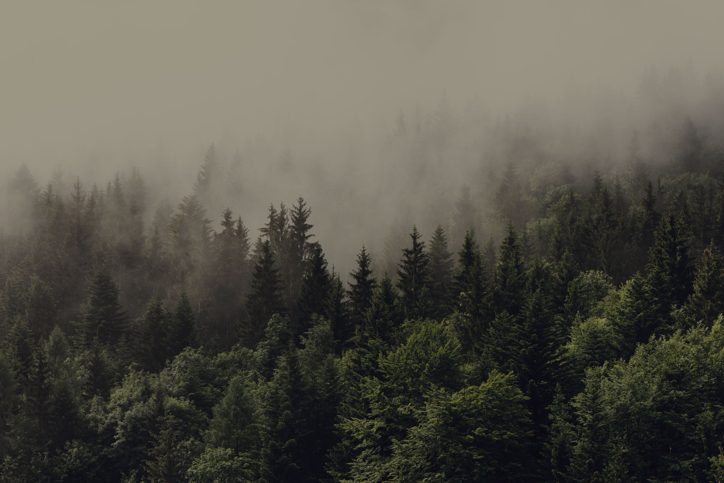 1080P, spruce, mist, forest, HD Wallpaper