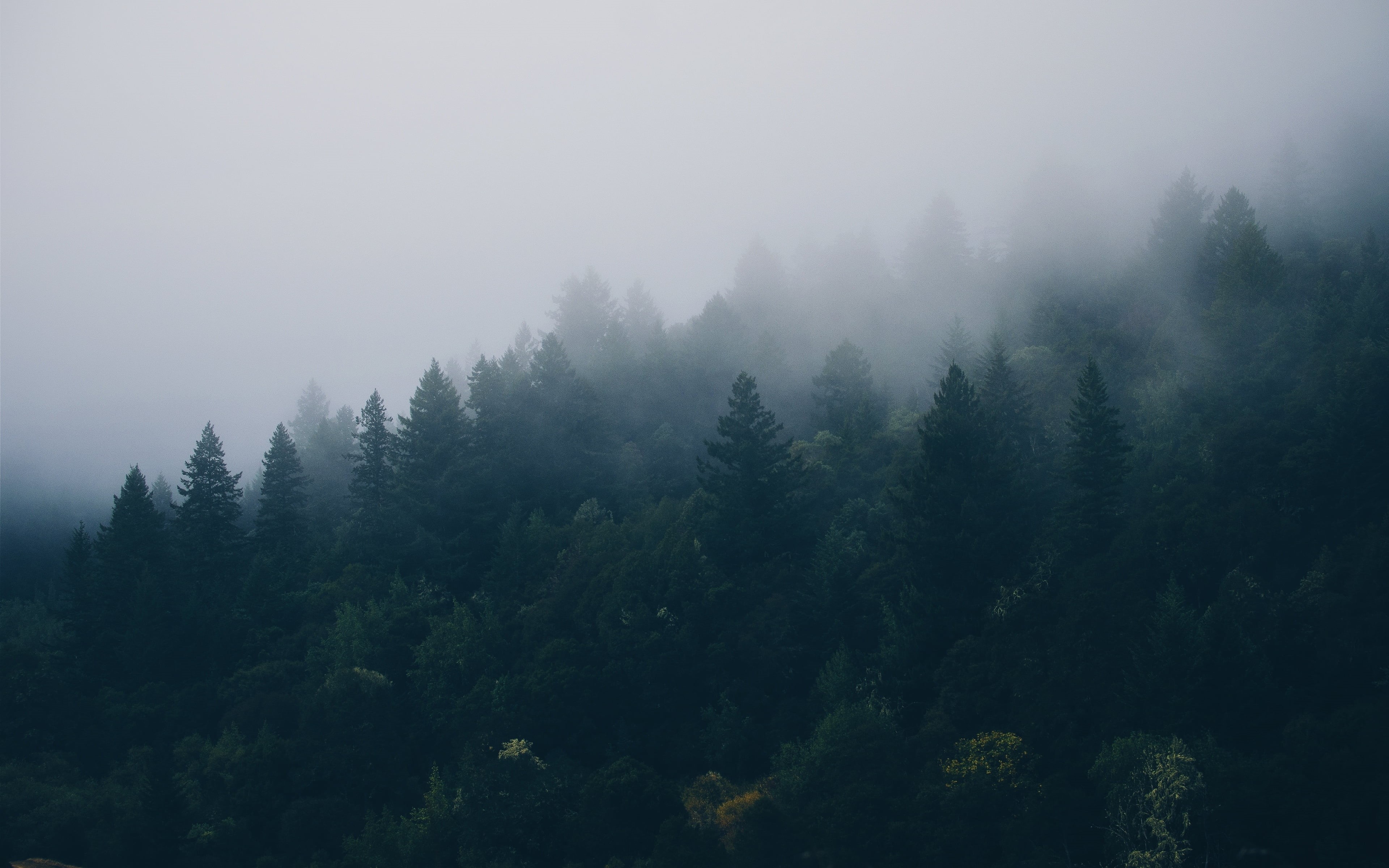 pine woodland, nature, fog, coniferous tree, sky, beauty in nature, tree, tranquility, environment, no people, plant, growth, 4K, non-urban scene, day, HD Wallpaper
