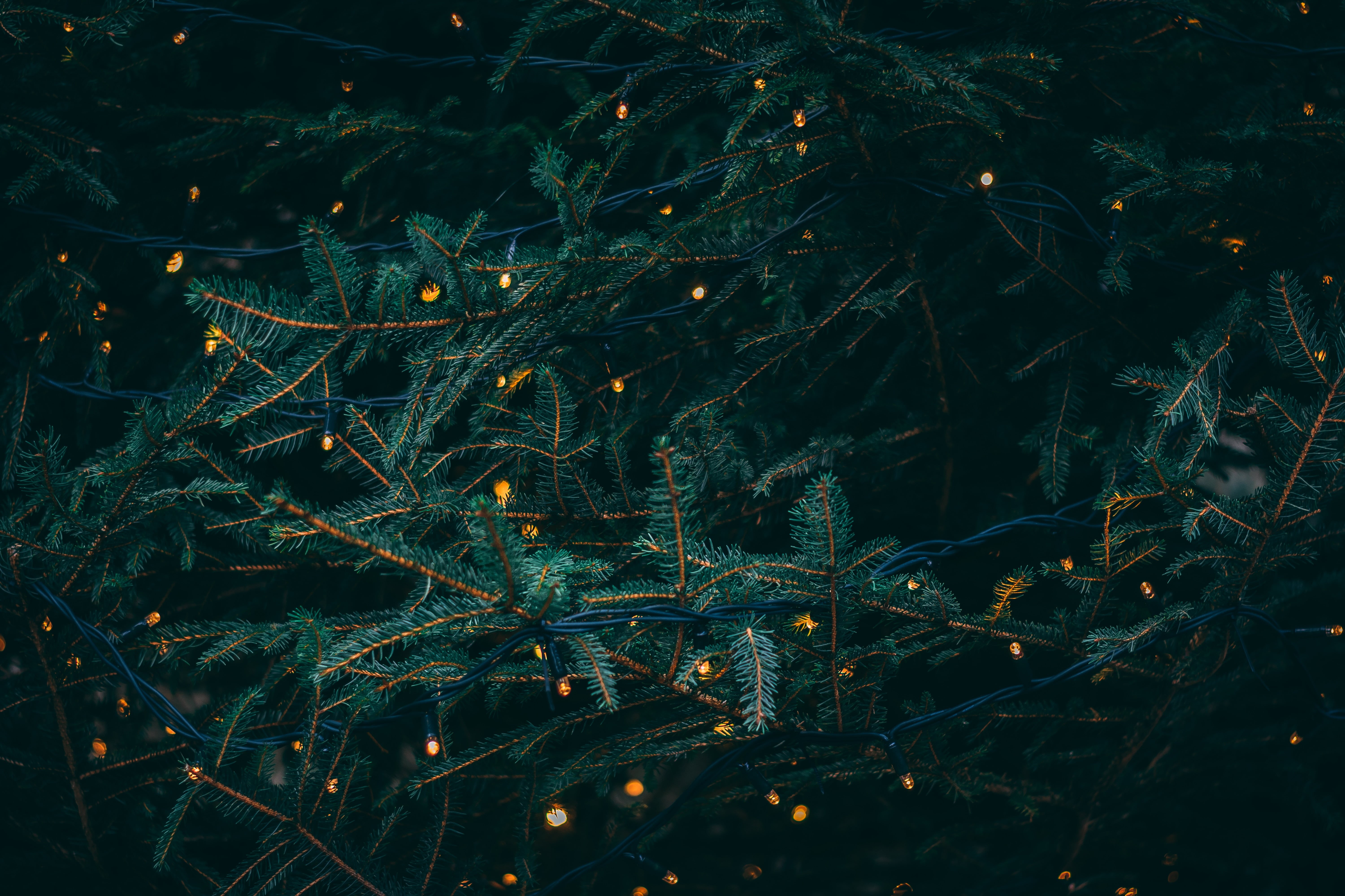 dark, backgrounds, branches, full frame, plant part, season, outdoors, green color, no people, nature, tranquility, coniferous tree, branch, tree, illuminated, HD Wallpaper