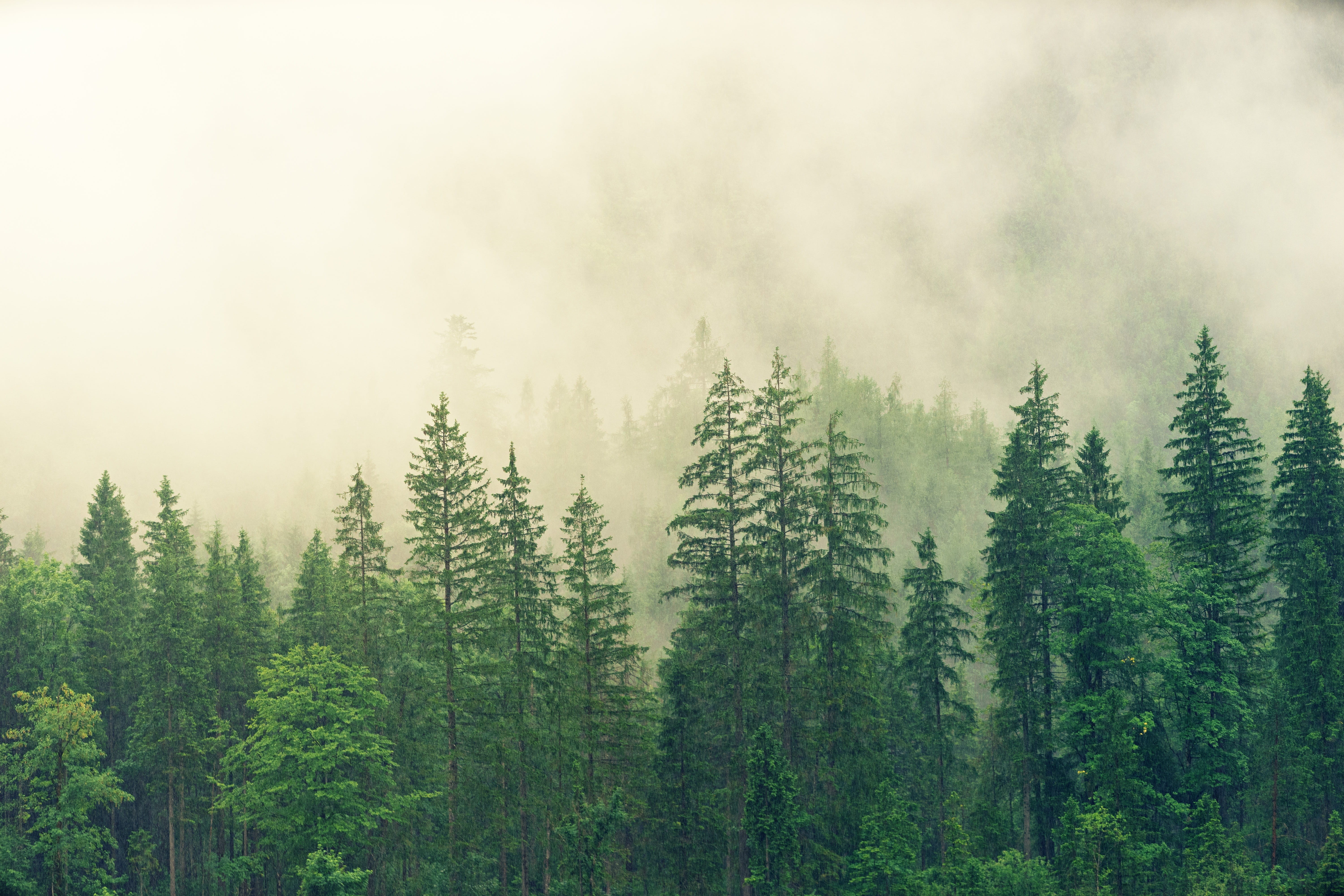 clouds, non-urban scene, spruce, conifers, growth, scenics - nature, coniferous forest, day, green color, pine tree, colourless, no people, conifer, fir forest, HD Wallpaper