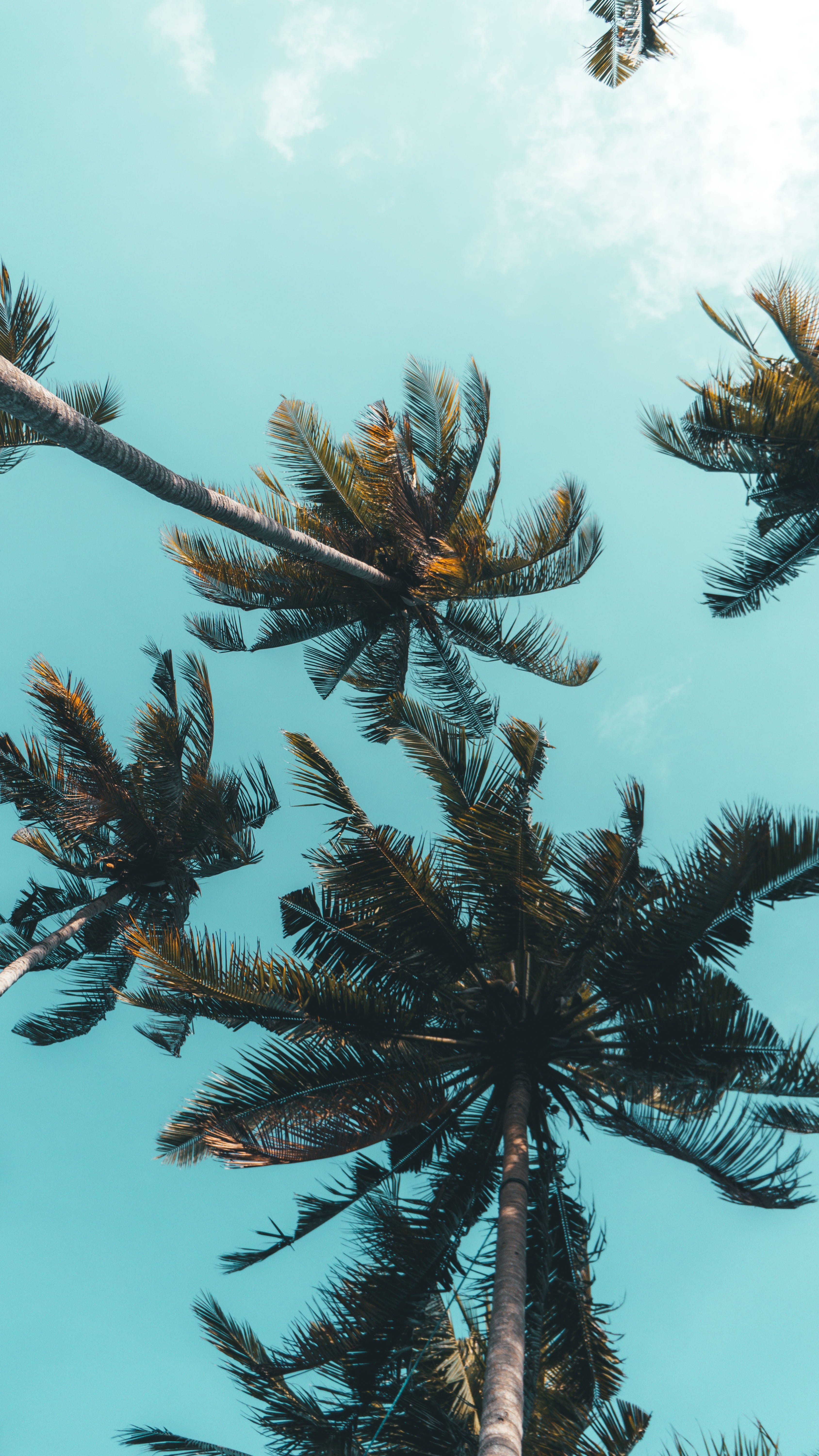 coniferous tree, spruce, scenics - nature, photography, daytime, fir, flora, no people, tree trunk, low angle view, abies, tropical tree, Phone HD Wallpaper