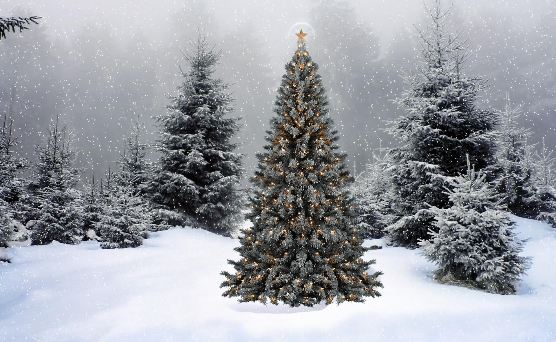 vacations, pine Tree, spruce Tree, trees, evergreen Tree, beauty In Nature, sunlight, weather, snowflake, new year, landscape, backgrounds, plant, frost, HD Wallpaper