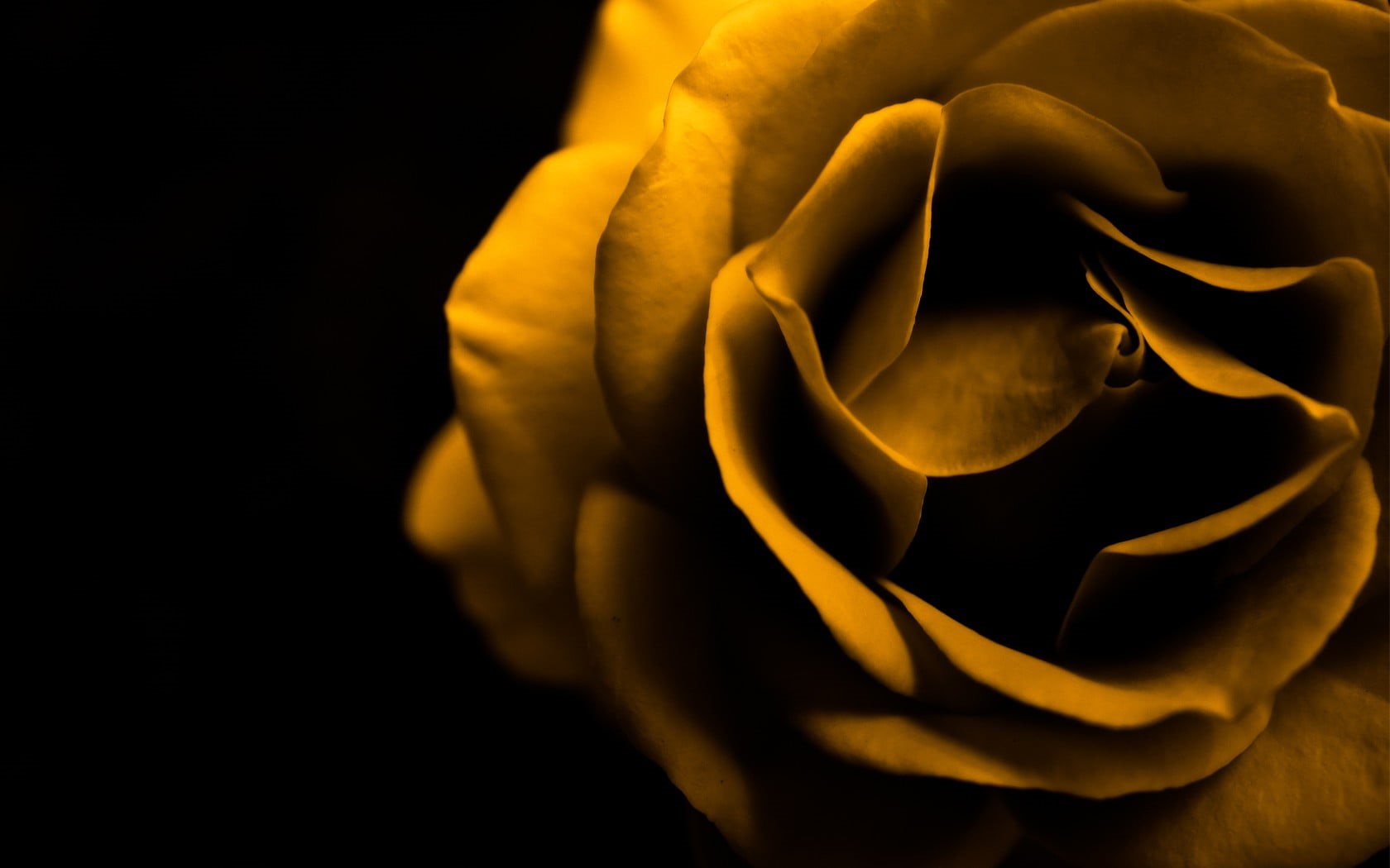 inflorescence, 720P, nature, no people, black background, rose, plant, sepia, vulnerability, freshness, beauty in nature, rose - flower, fragility, flowering plant, HD Wallpaper