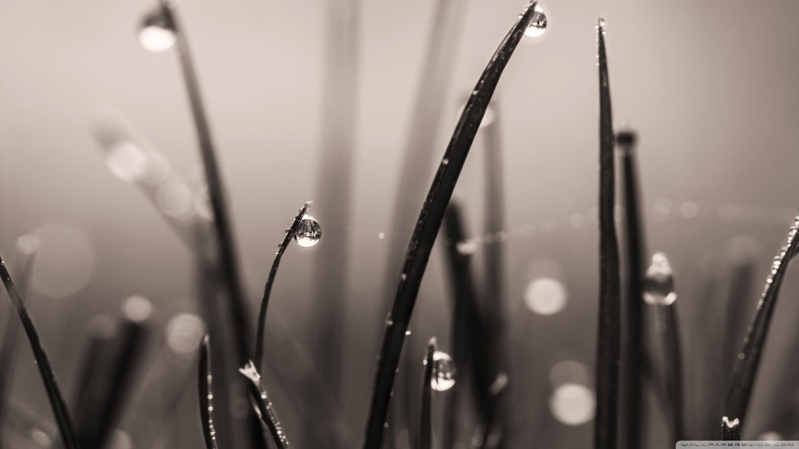 leafed, focus on foreground, selective focus, day, plants, close-up, dew, raindrop, drop, nature, 2K, tranquility, vulnerability, water, wet, beauty in nature, HD Wallpaper