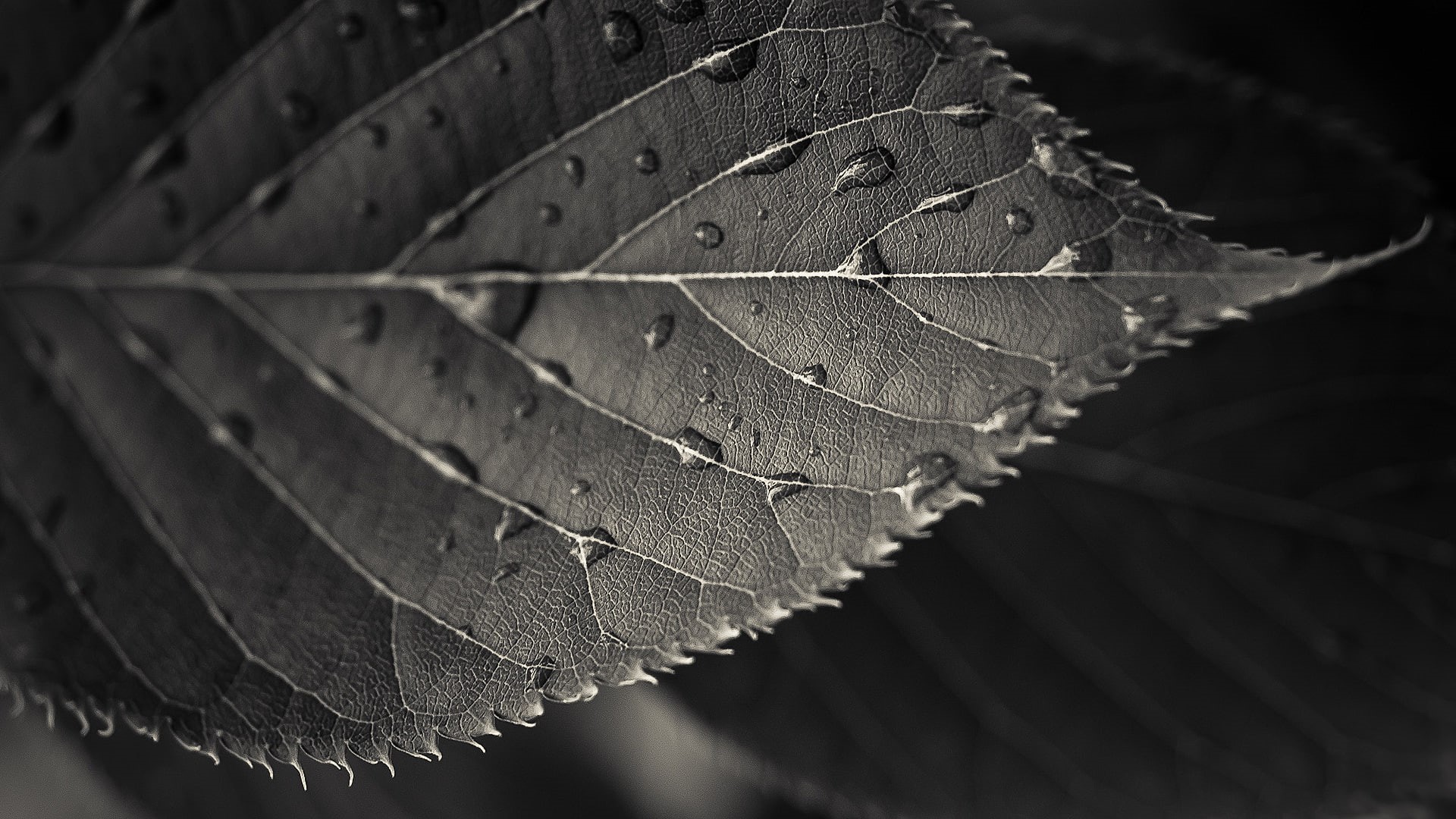 macro, photography, leaves, plants, 1080P, sepia, water drops, HD Wallpaper