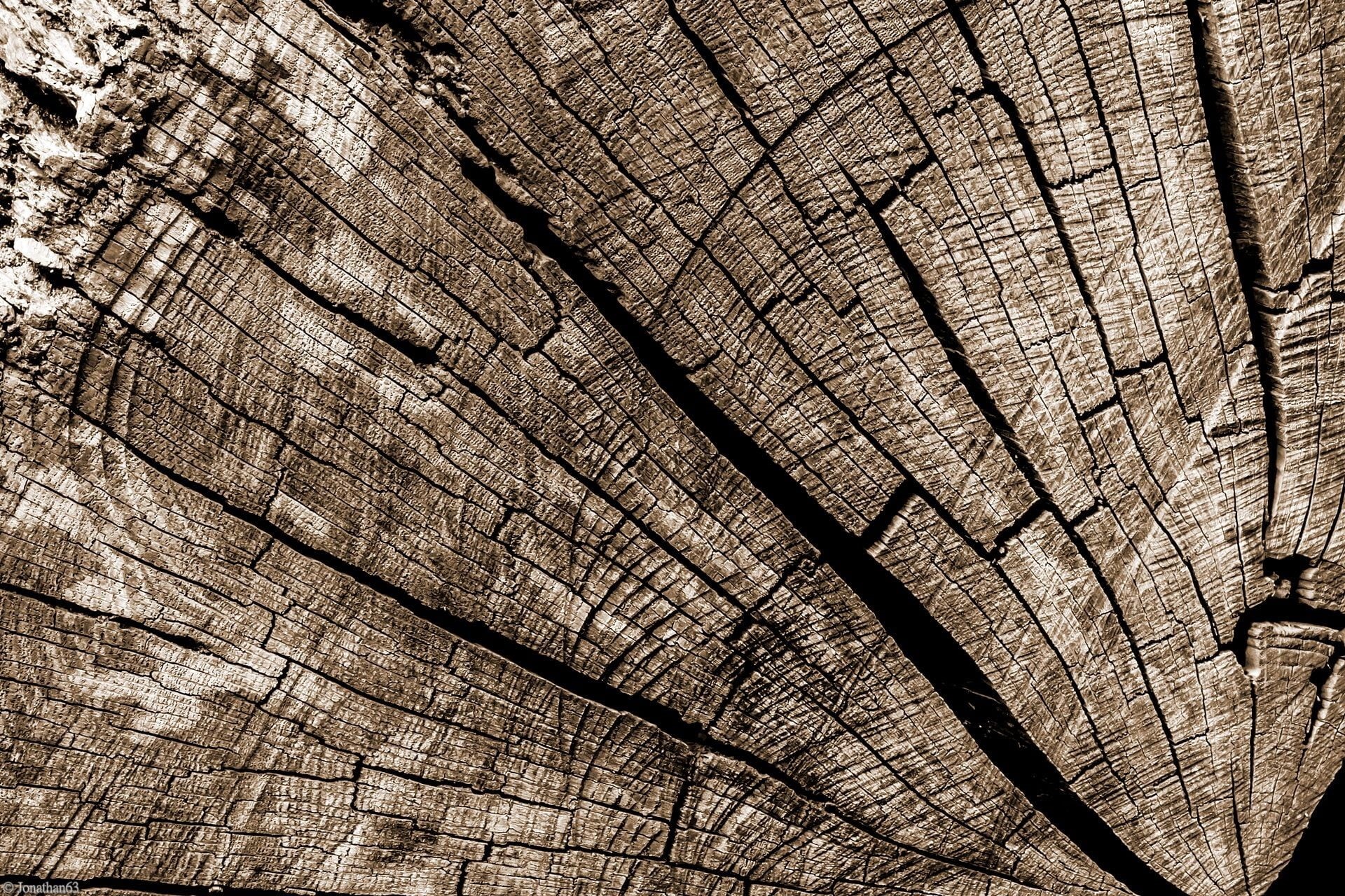wood, natural pattern, sepia, no people, wooden surface, full frame, close-up, tree ring, bark, texture, textured, rough, tree stump, day, wood grain, 1080P, HD Wallpaper